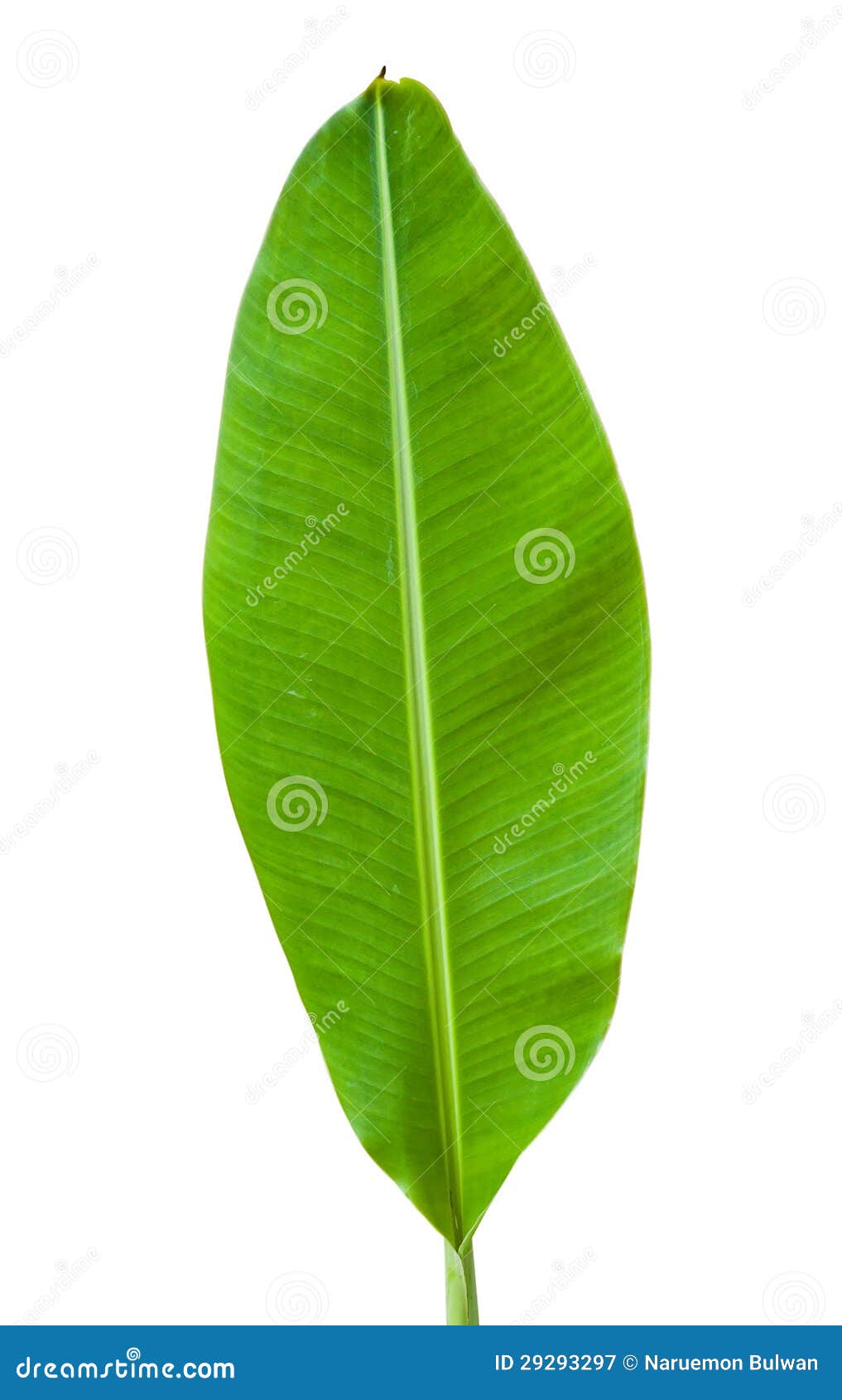 Banana leaf isolated stock image. Image of background 29293297