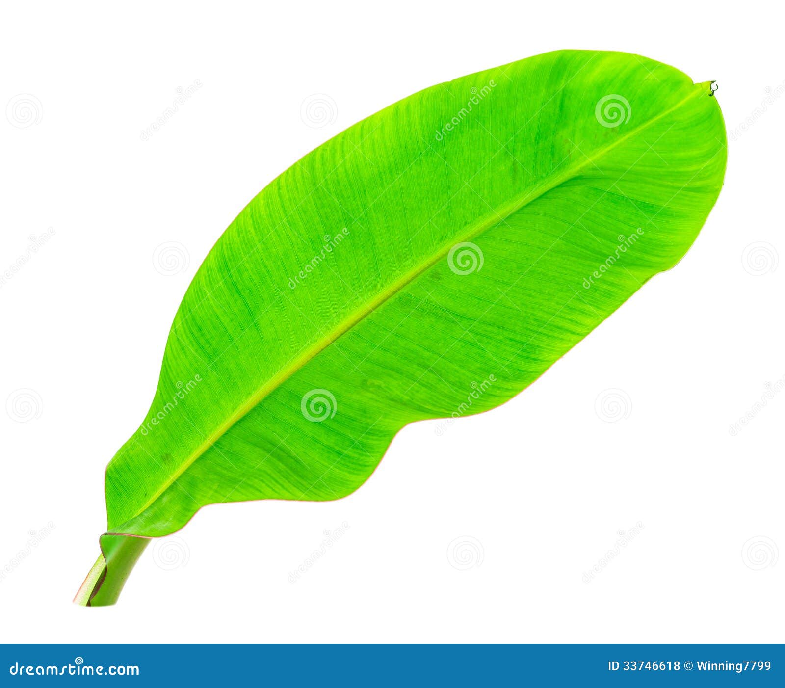 clip art banana leaf - photo #10