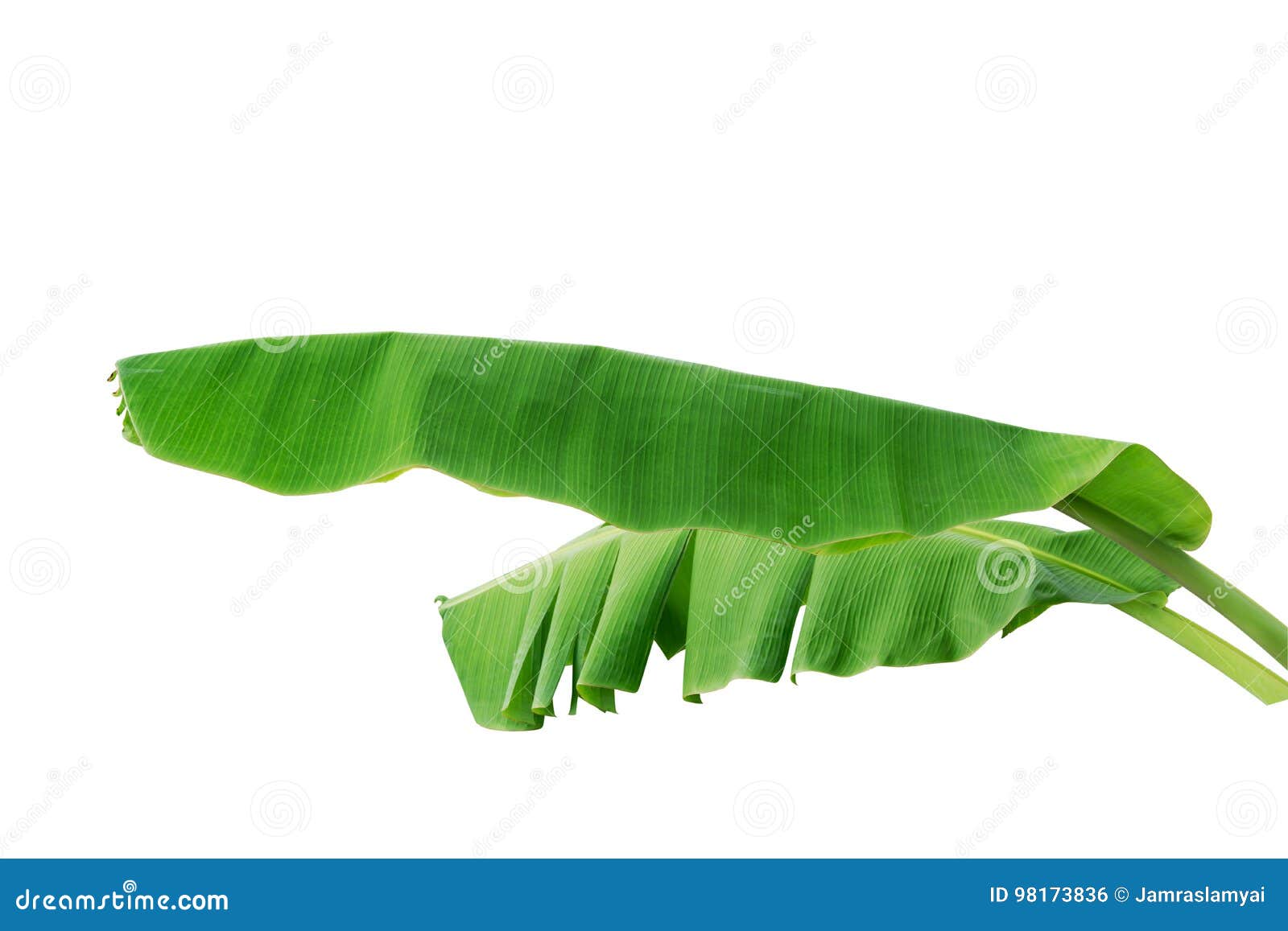 Banana Leaf Tree Top View Isolated On White Stock Photo CartoonDealer