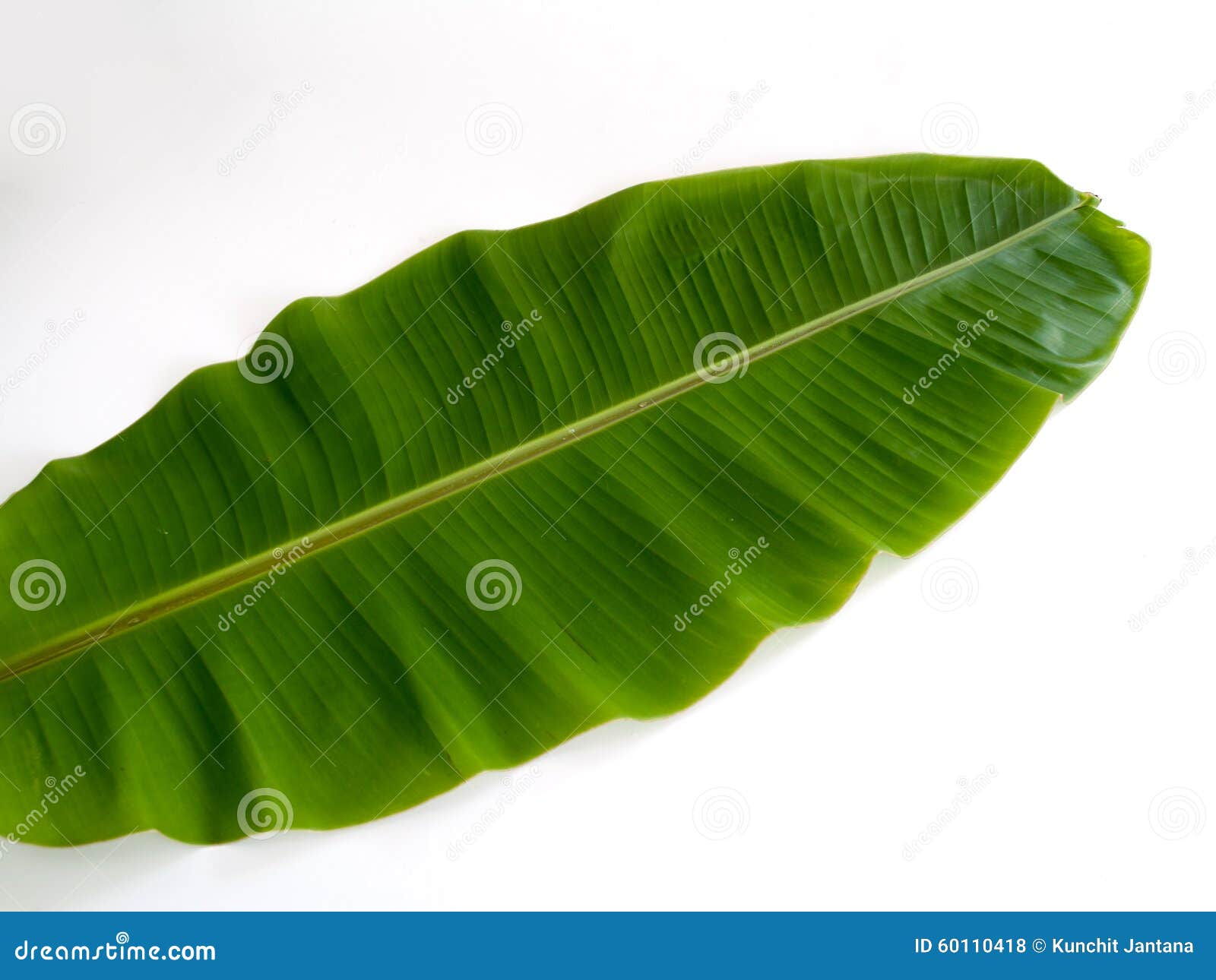 Banana leaf stock photo. Image of foliage, summer, abstract - 60110418