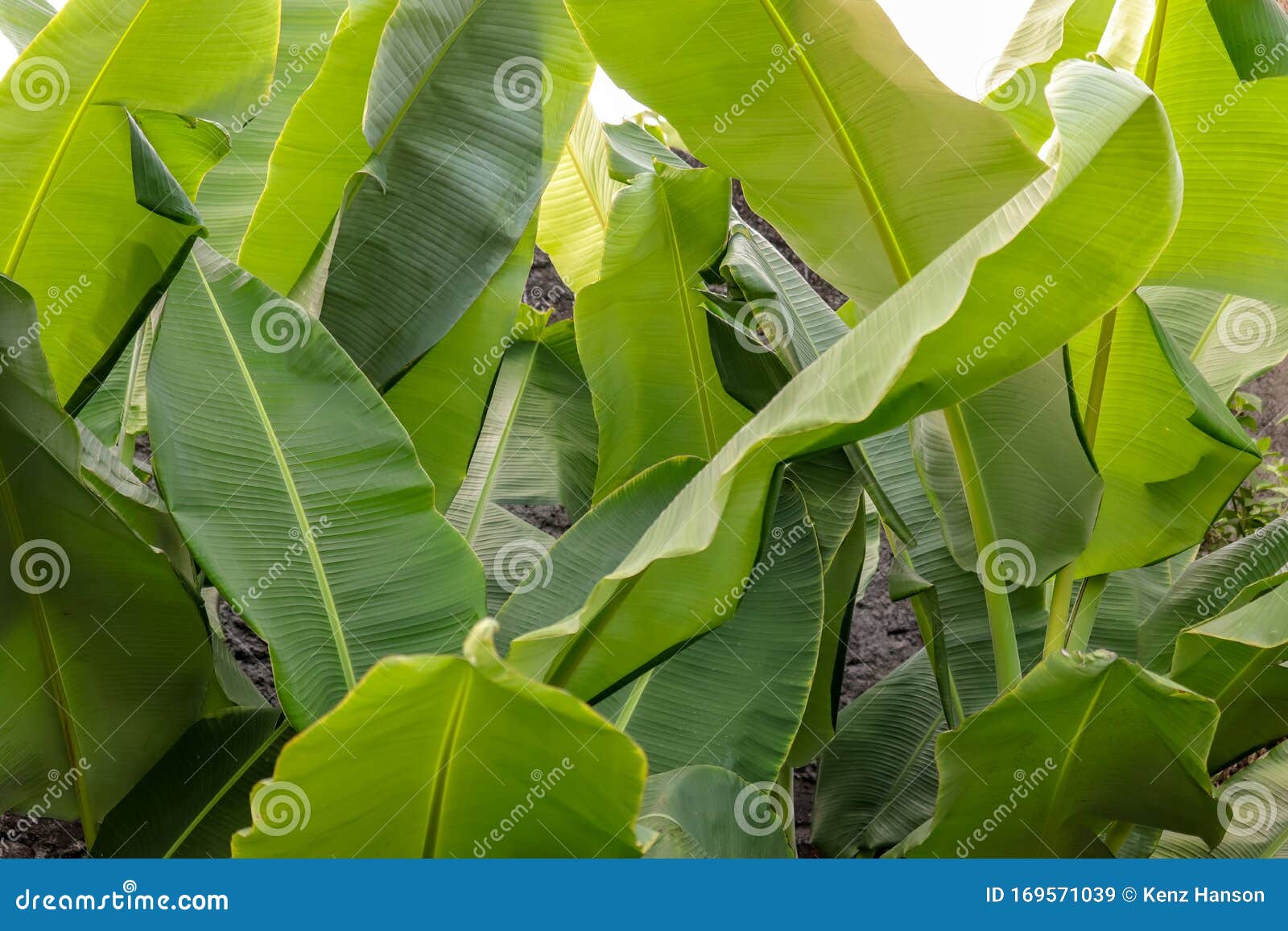 banana leaf midrib, green and fresh