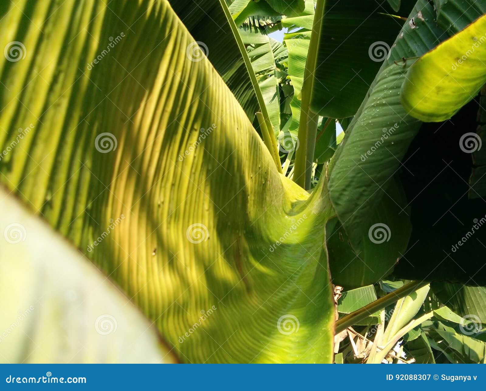 Banana leaf stock image. Image of rain, banana, drops - 92088307