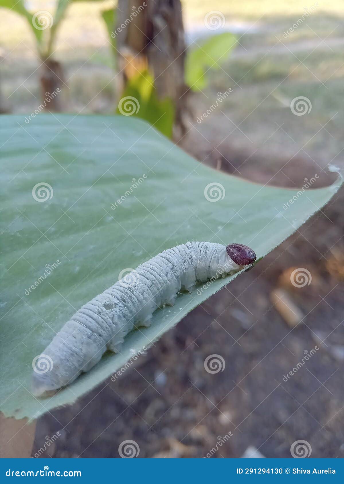 Banana Leaf Rolling Caterpillar Stock Photo Image of rolling