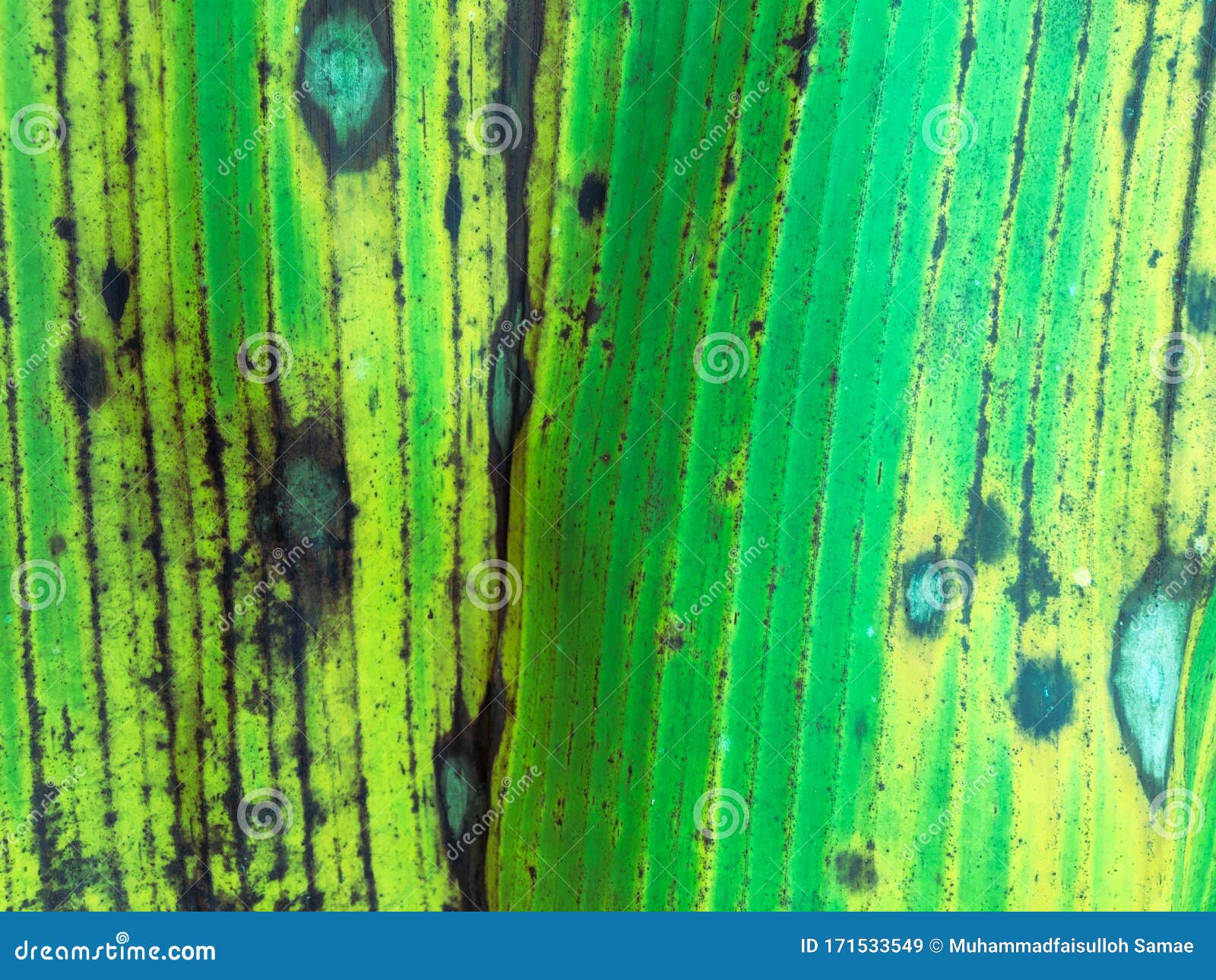 Banana Leaf Texture Background. Wallpaper for Design, Closeup View