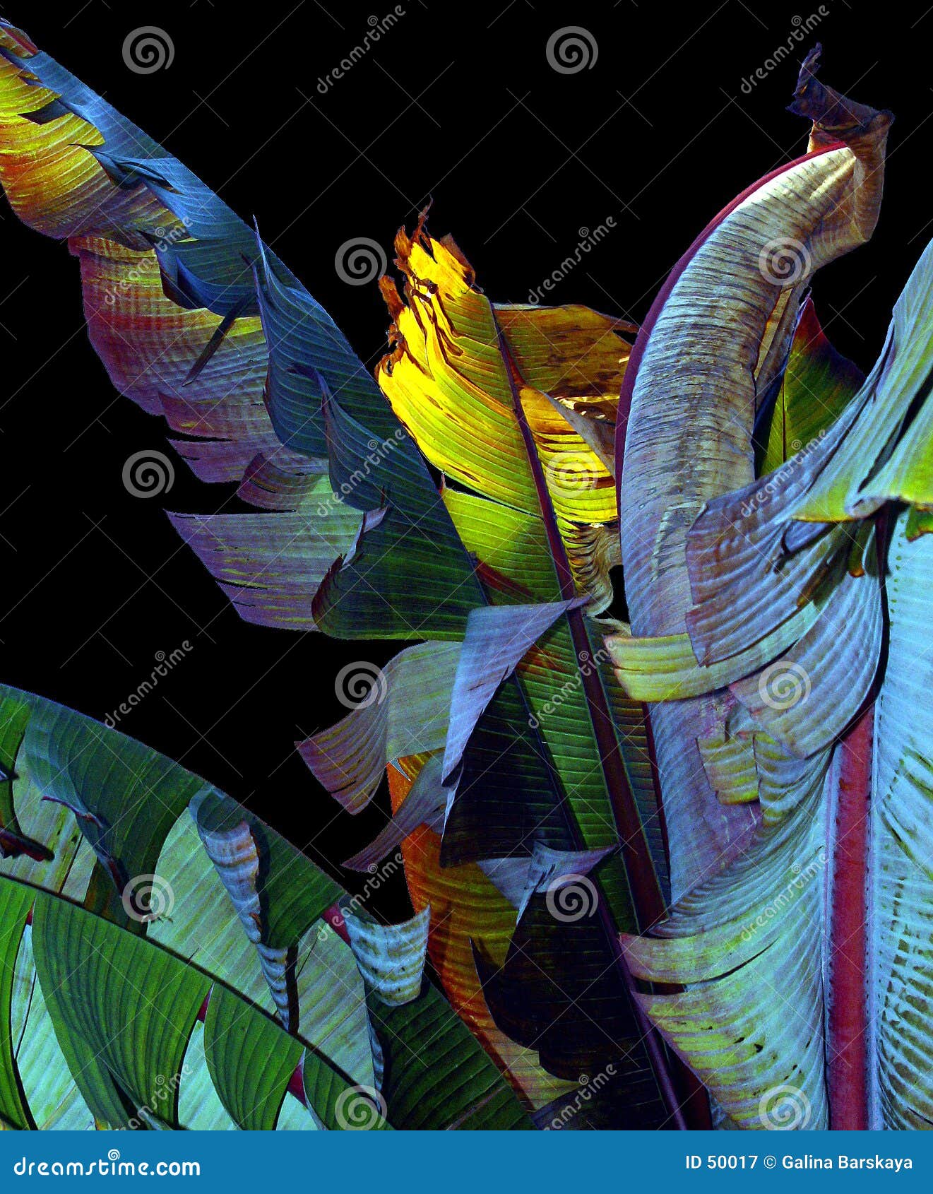 high quality banana leaf wallpaper