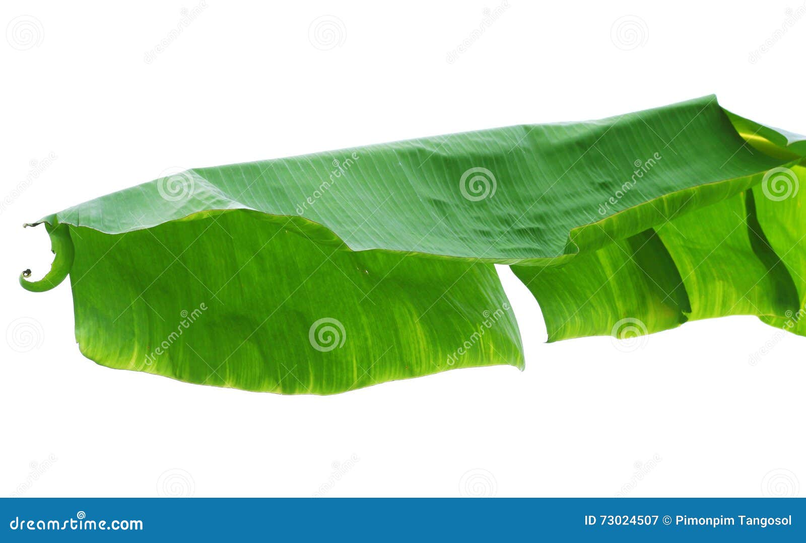 Banana leaves or banana tree. Banana leaves or banana tree isolated on white background
