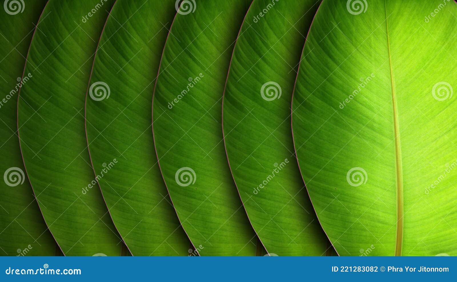 Banana Leaves in Black Background. Stock Photo - Image of nice