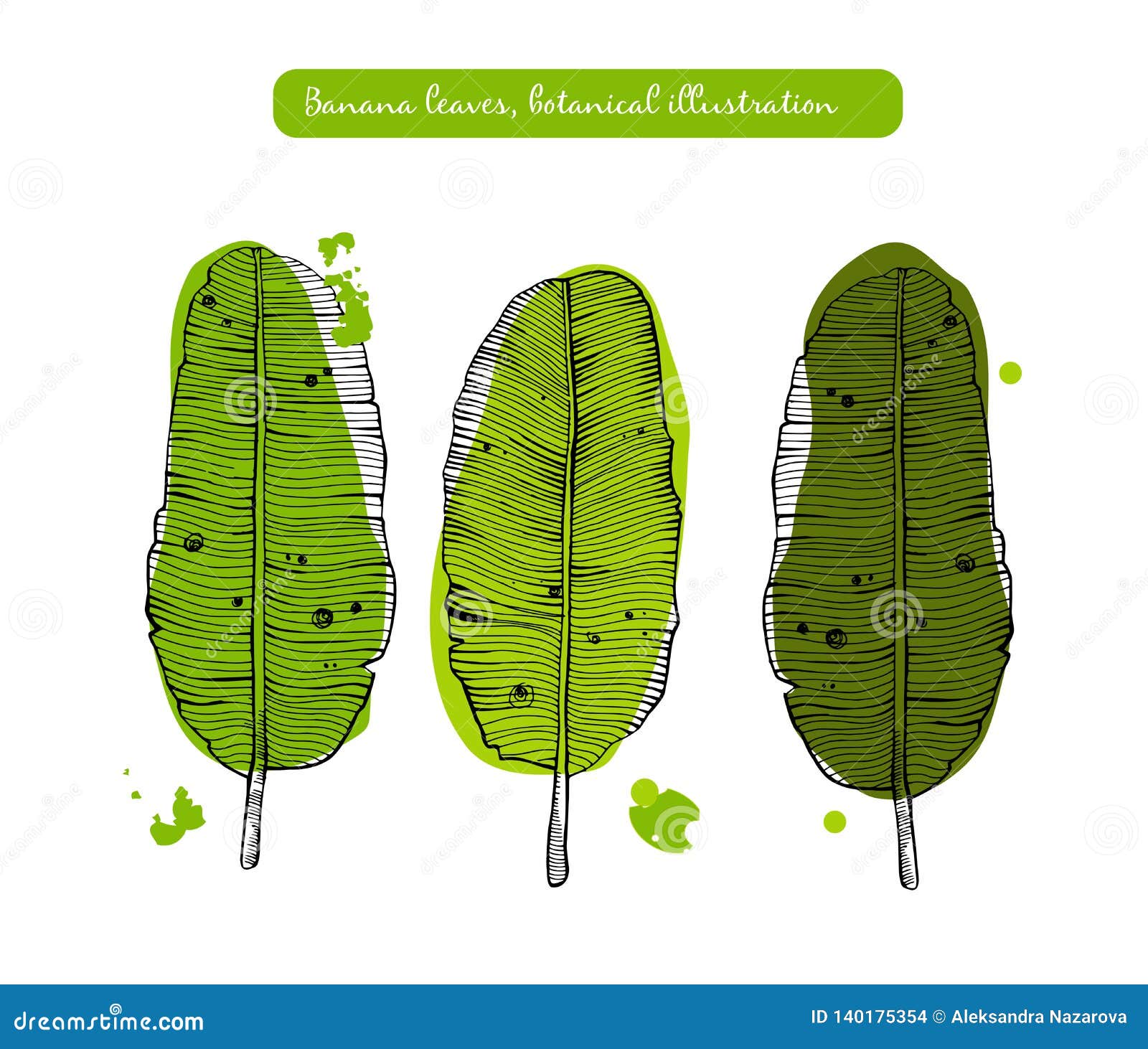 Banana Leaves Sketch Illustration Detailed Botanical Style Sketch Tropical Set Of Banana Leaves Isolated Exotic Object Stock Vector Illustration Of Botanical Floral 140175354 https www dreamstime com banana leaves sketch illustration detailed botanical style tropical set isolated exotic object objects image140175354