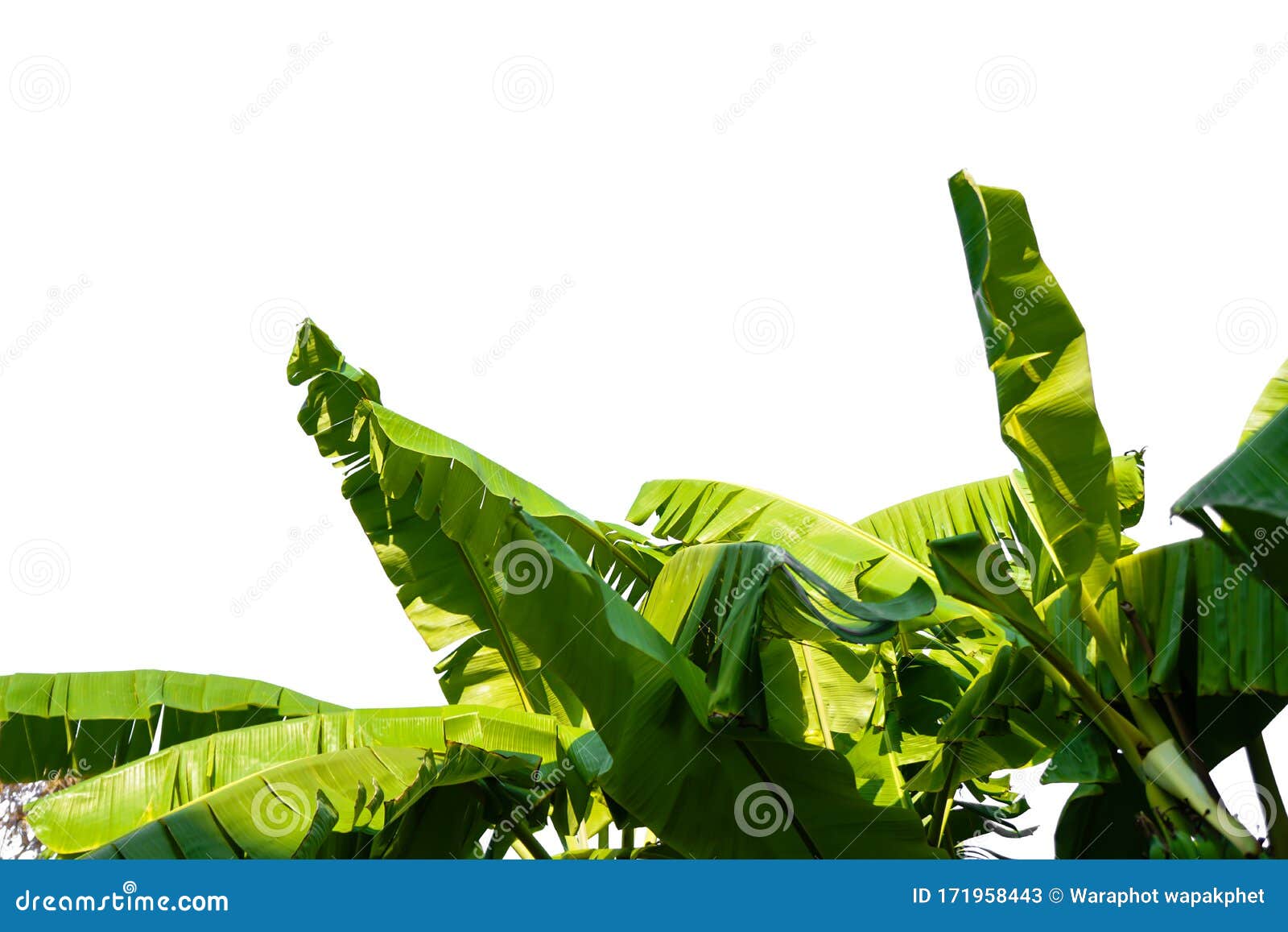 Banana Leaves on a White Background. Stock Image - Image of abstract