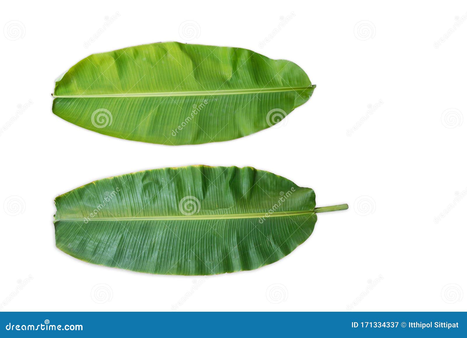 Banana leaf background stock image. Image of botanical - 171334337