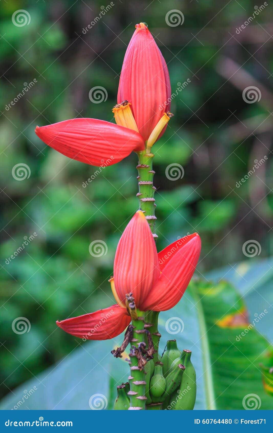 Banana Ornamental stock photo. Image of farming, flower 60764480