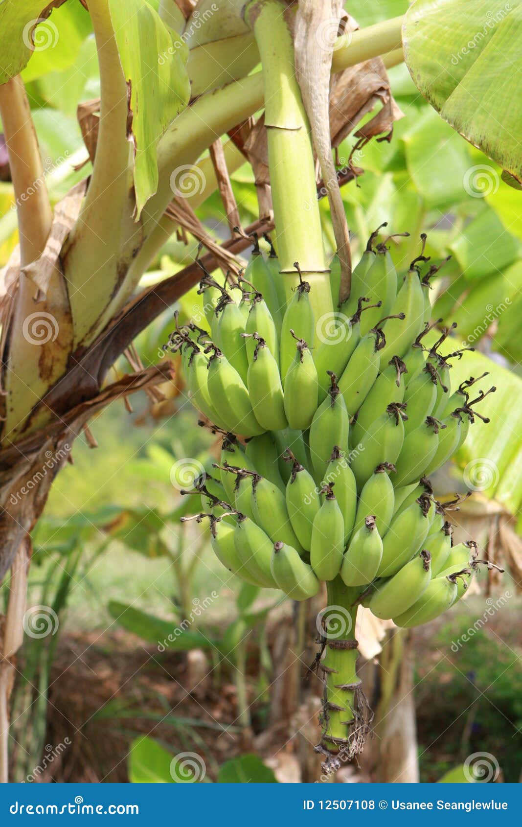 Banana Palm Tree stock photo. Image of leaf, natural 12507108
