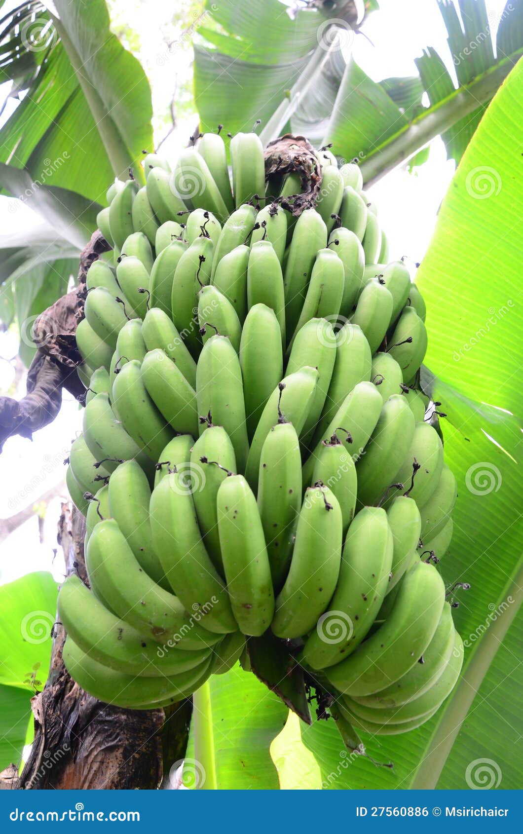 Banana palm tree stock photo. Image of nature, leaves 27560886