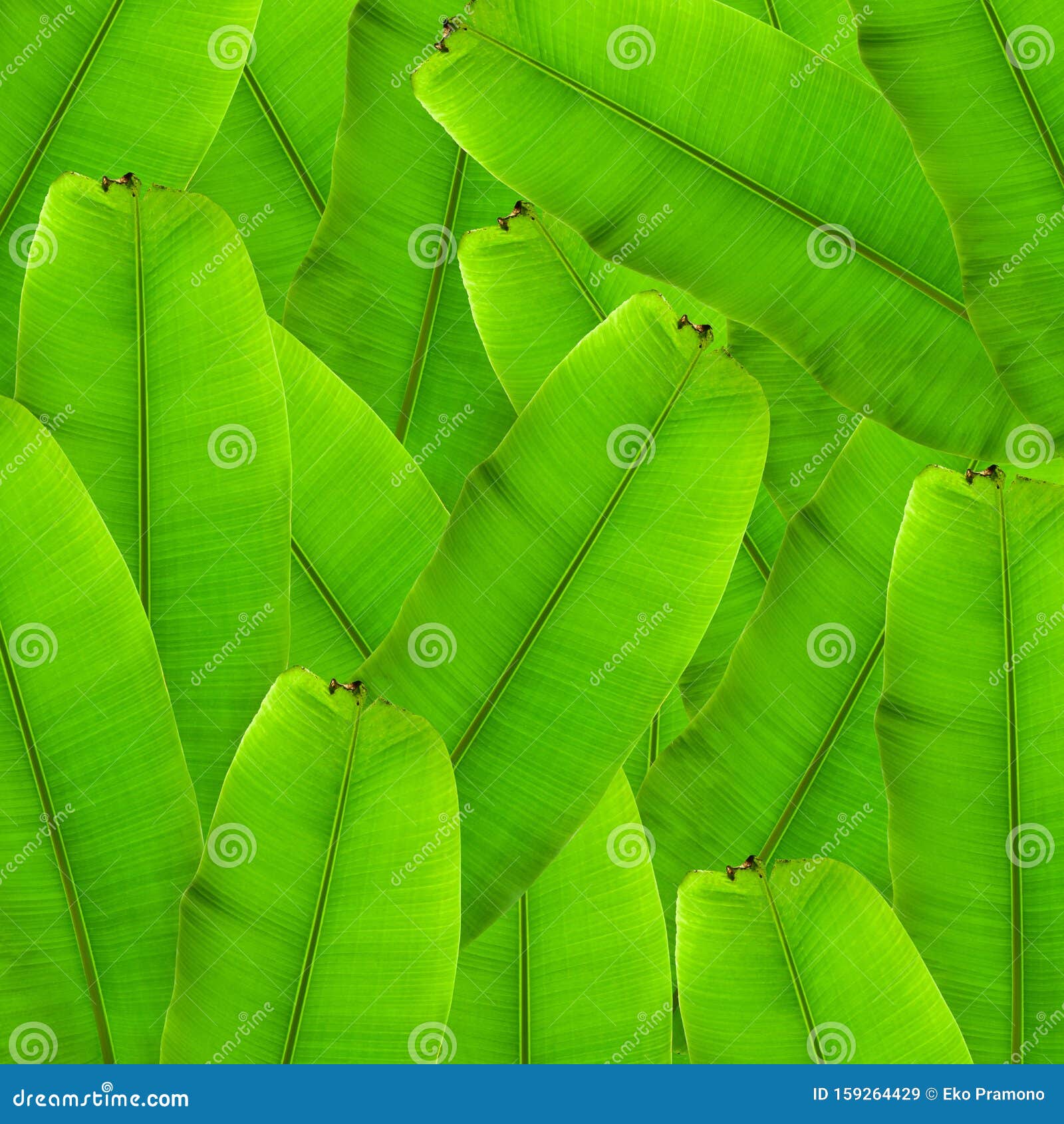 Banana Palm Tree Collection Isolated on a White  Leaves  and Banana Bunch for Graphic Design Stock Image - Image of beauty, exotic:  159264429