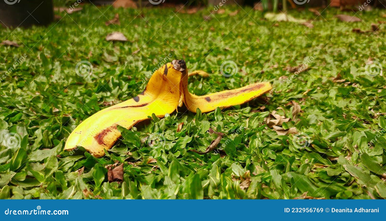 Banana Peel on the Ground, Littering. Stock Image Image of amphibian
