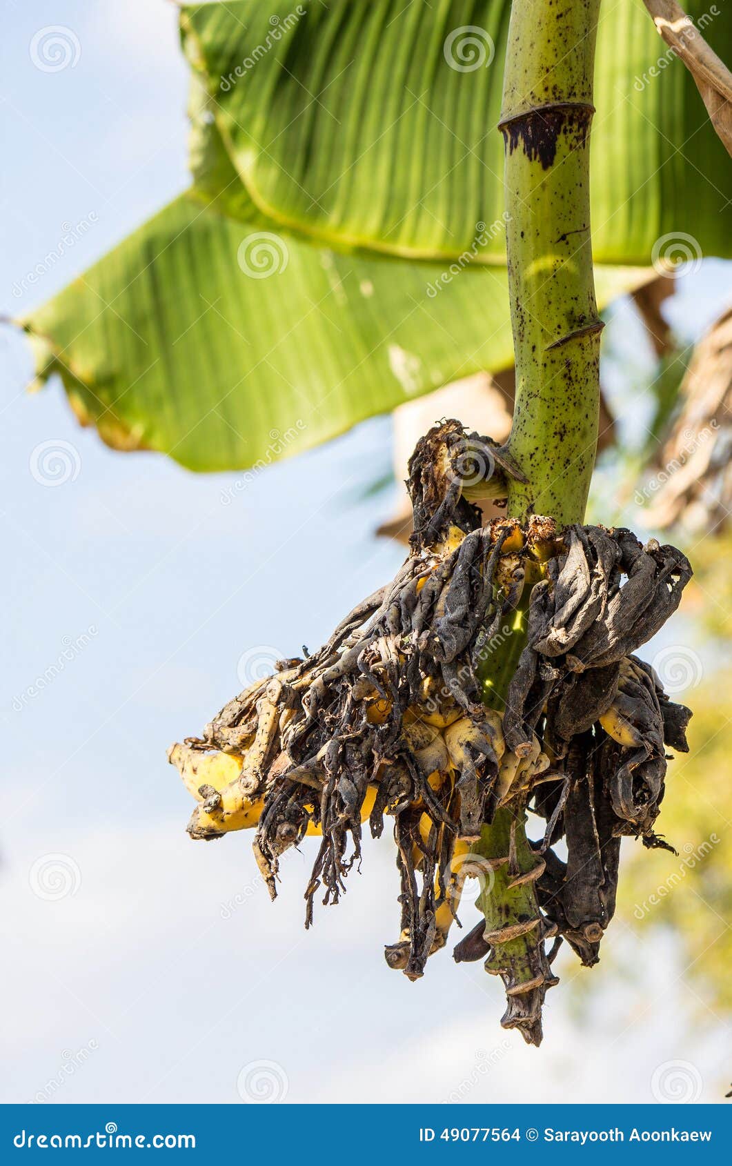 Banana and pest stock photo. Image of process, molder 49077564