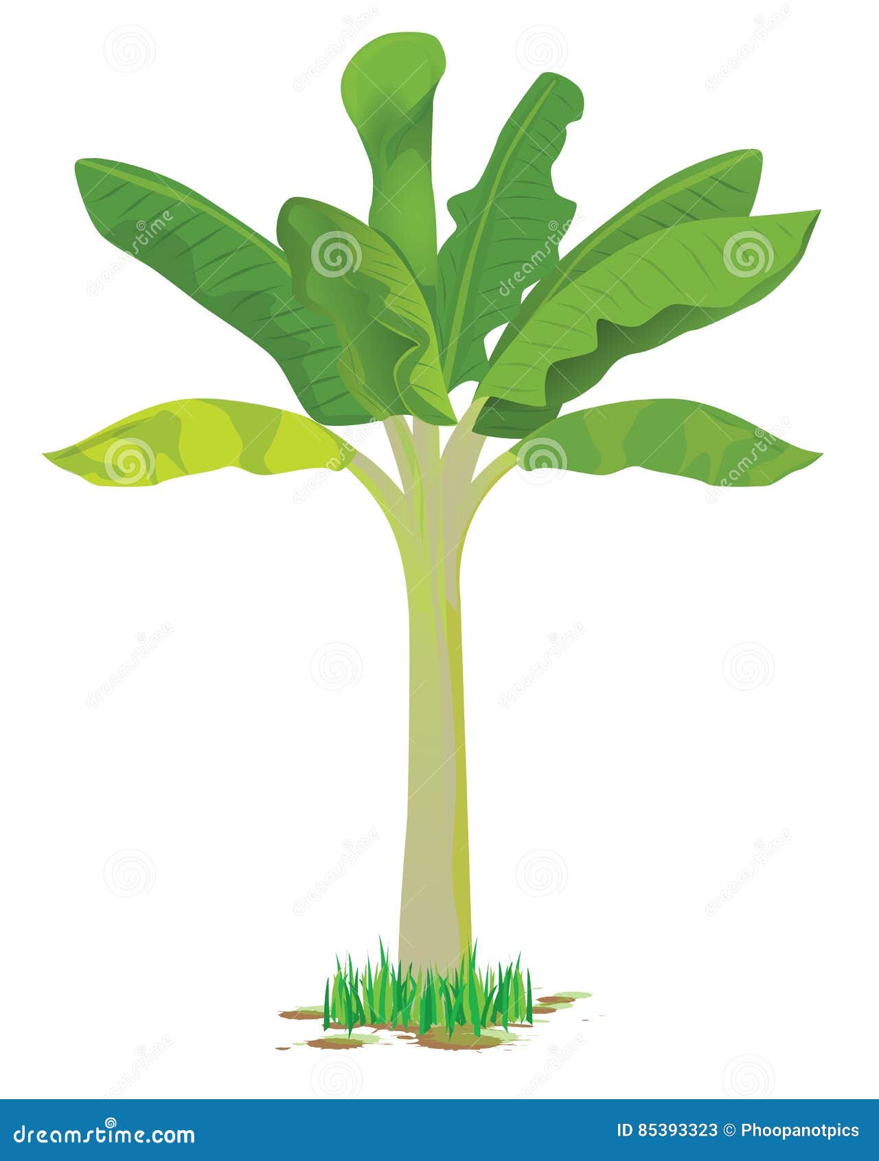 Banana plant stock vector. Illustration of design, vector 85393323