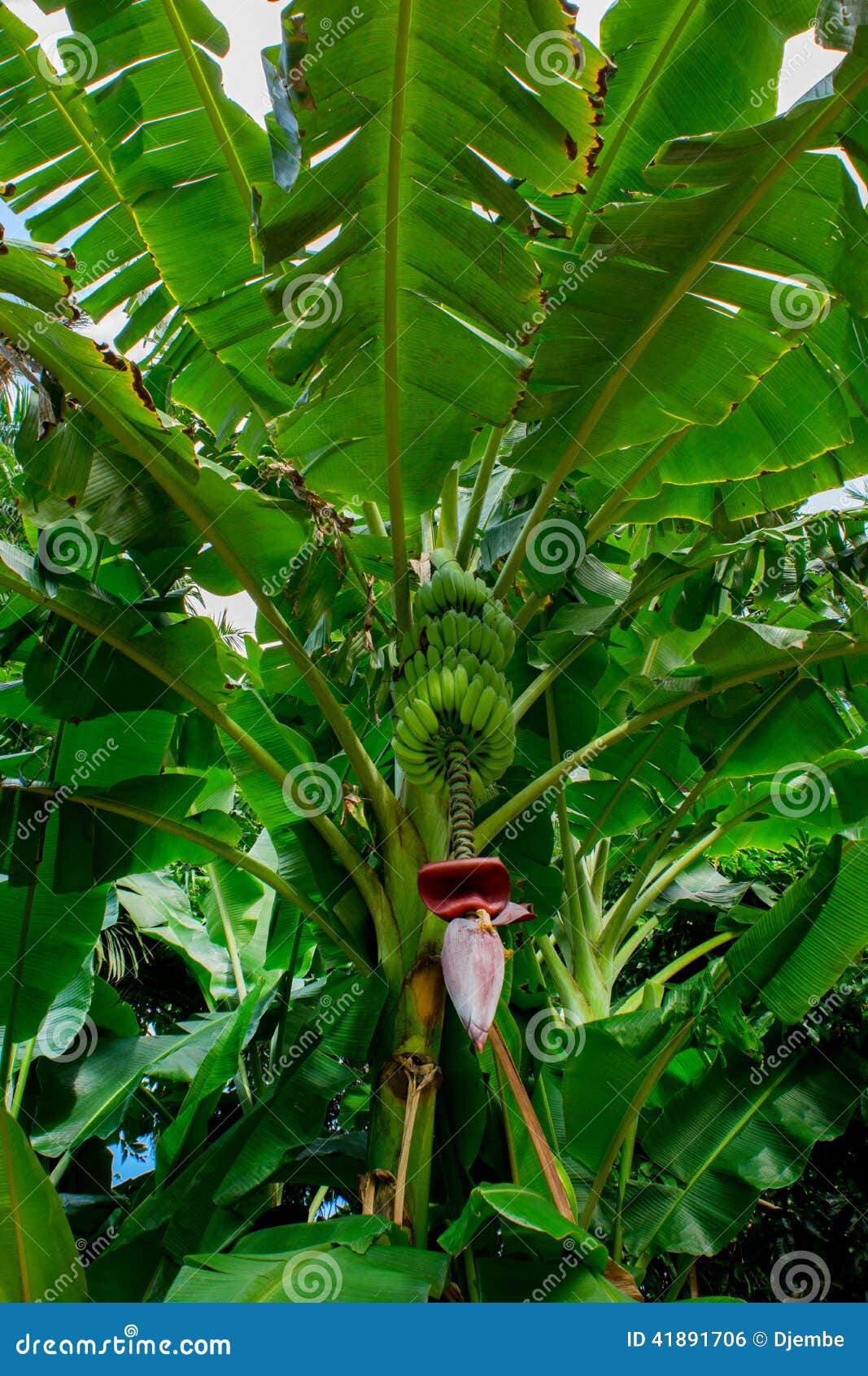 Banana plant stock photo. Image of plantation, plant 41891706
