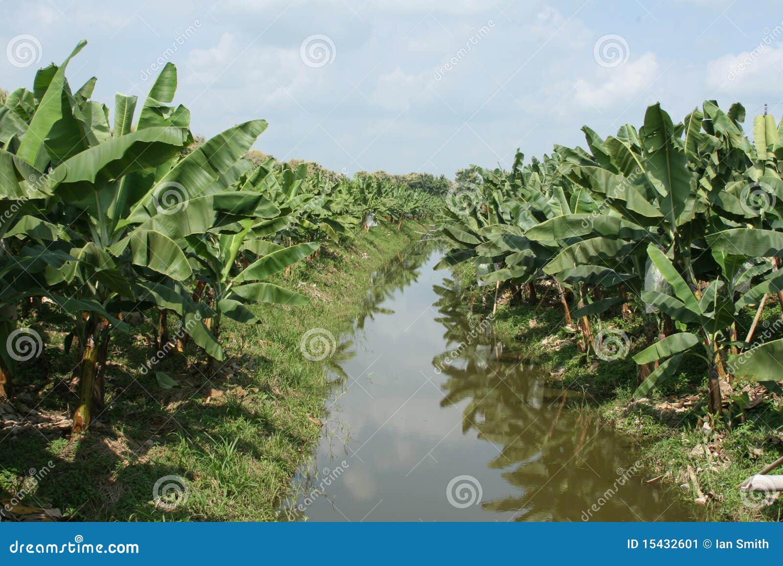 Banana Plantation stock image. Image of banana, grove 15432601