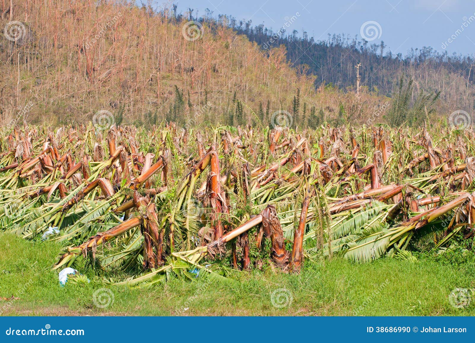 banana plantation destroyed by cyclone