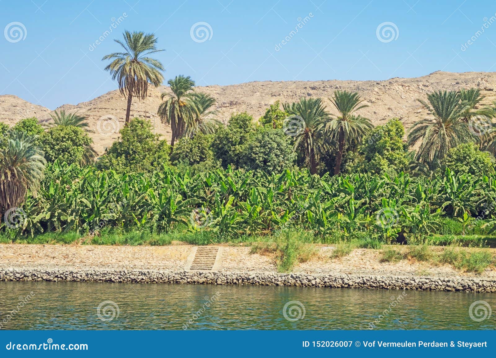 banana plantation on the shore of the nile at gaafar el-sadik
