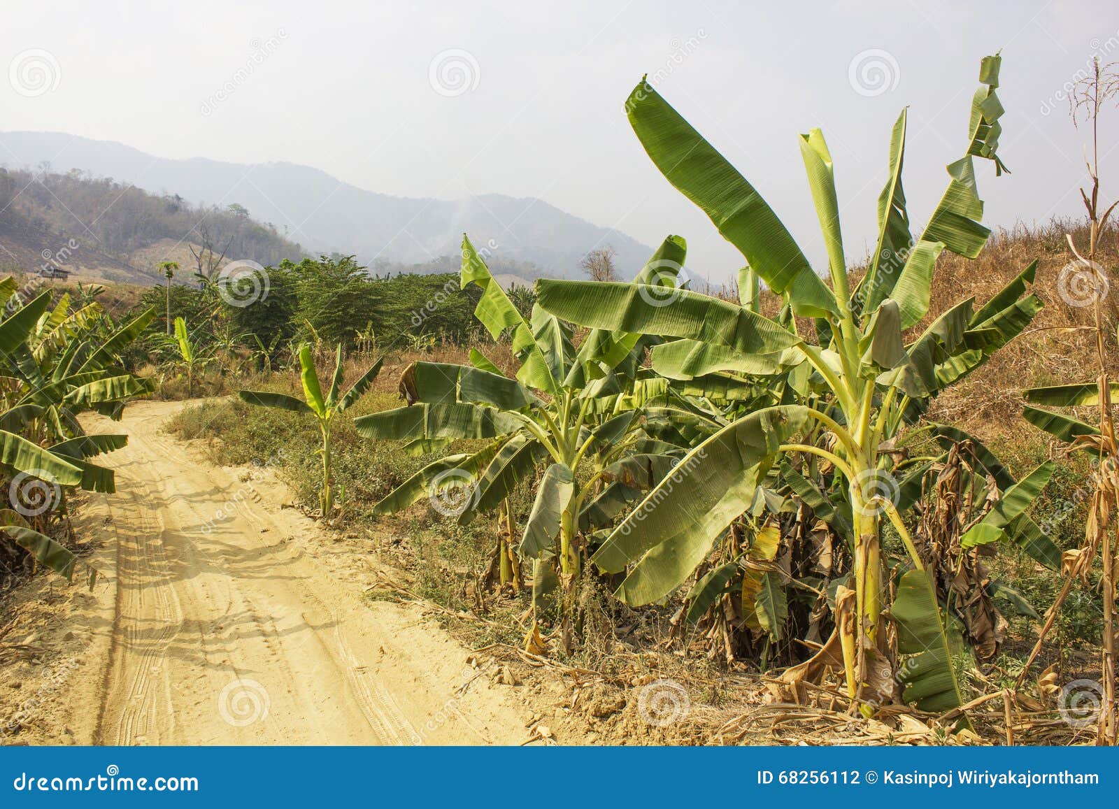 Banana Plantations in the Mountains Stock Photo Image of botany, twig