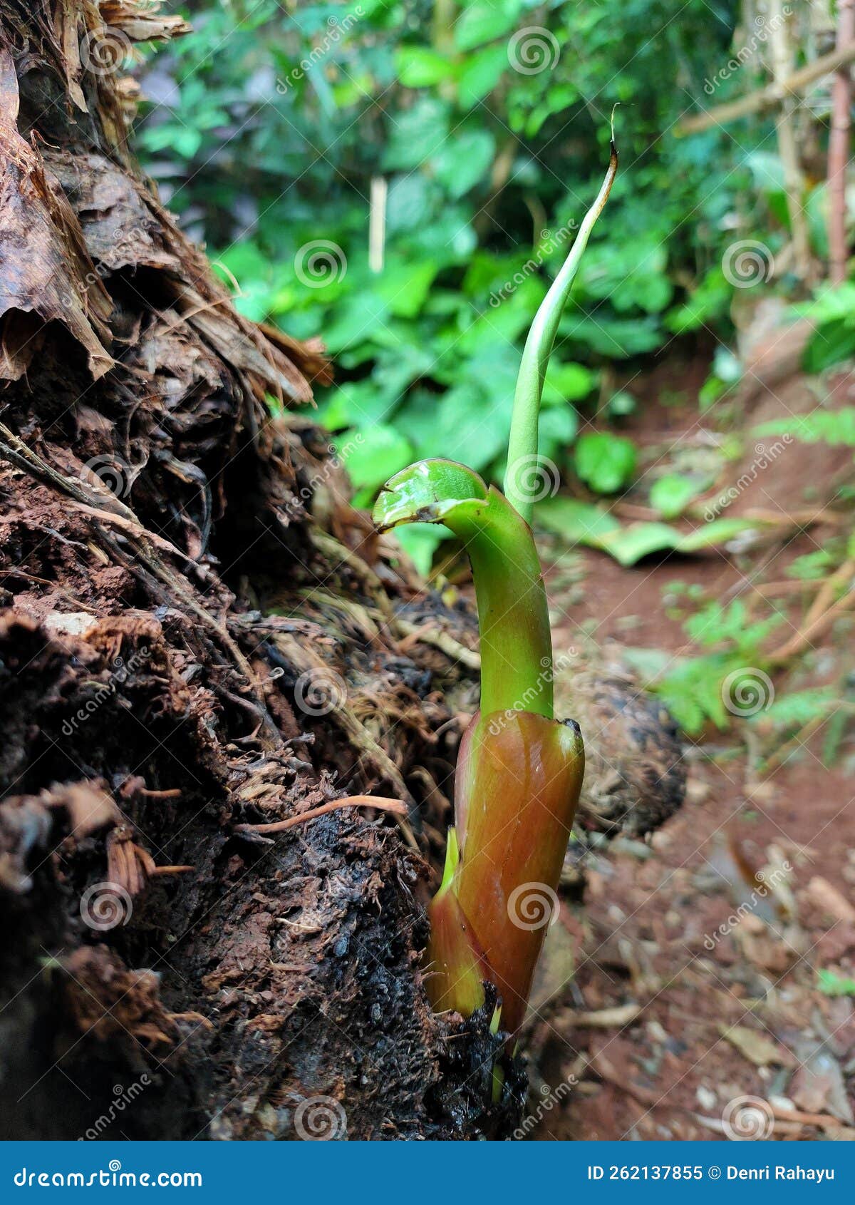 Banana Shoots Growing on the Parent Root Stock Image Image of root