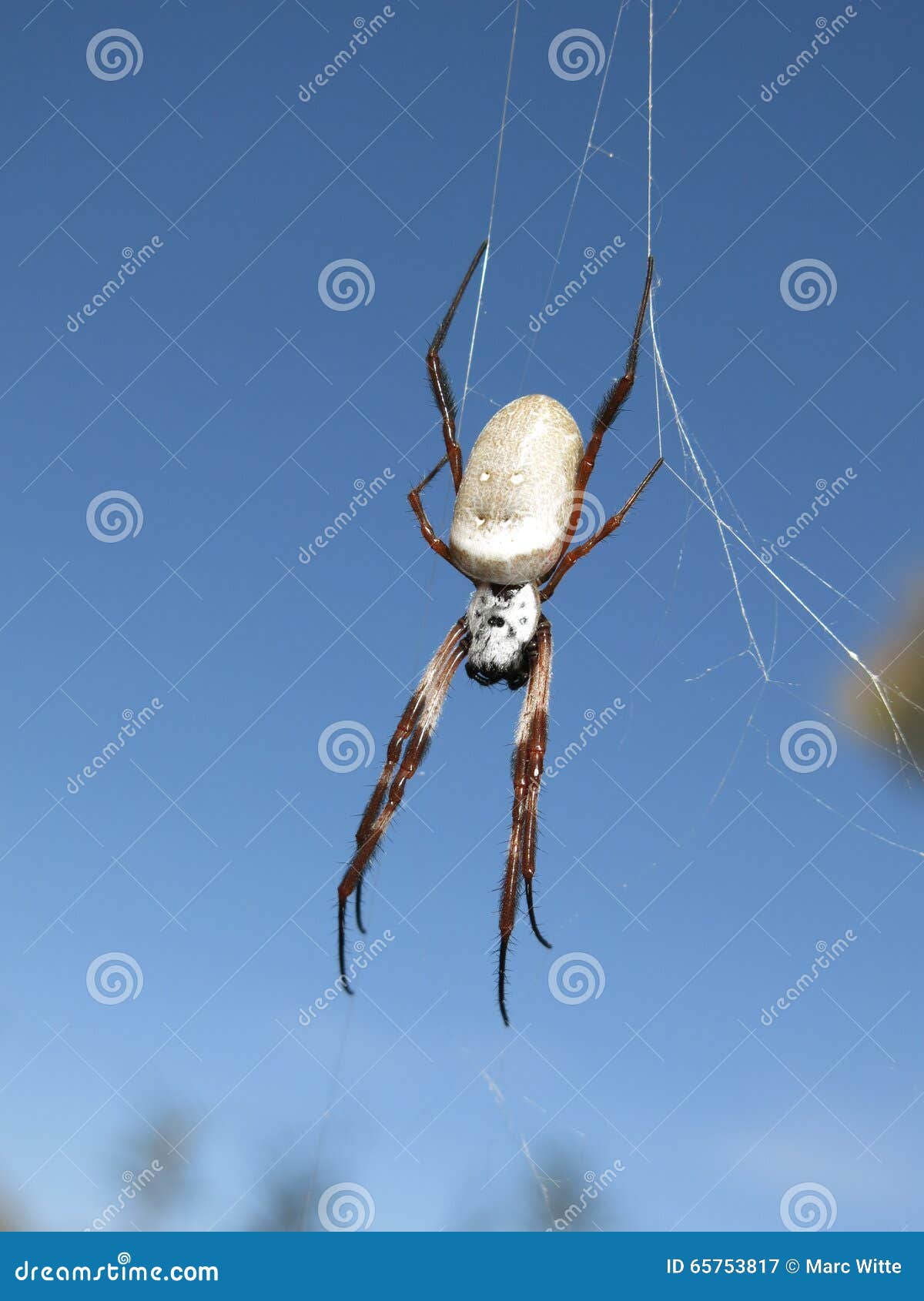 Banana Spider stock image. Image of animal, nature, spin 65753817