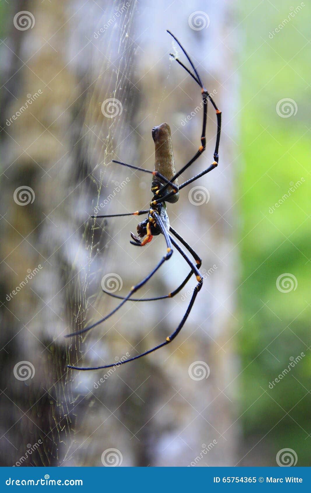 Banana Spider stock image. Image of legs, nature, trap 65754365