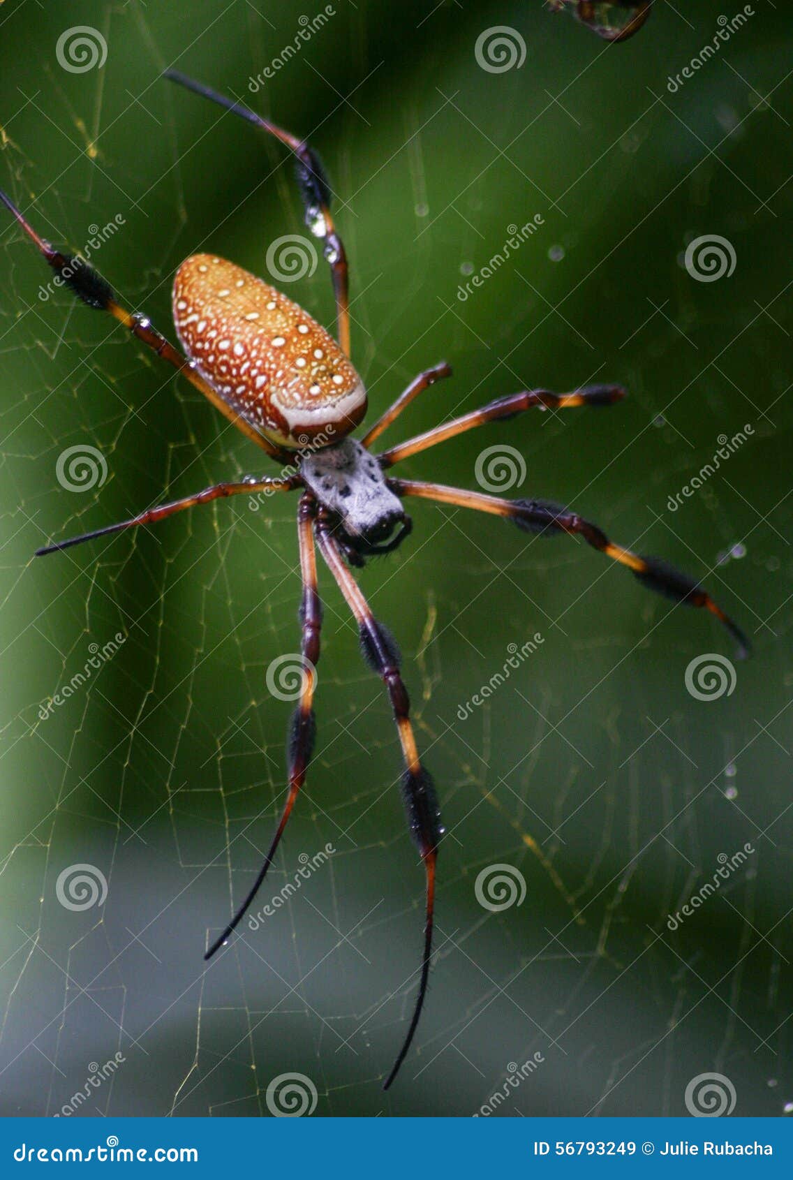 Golden Silk Spider or Banana Spider Stock Image Image of large, golden 56793249