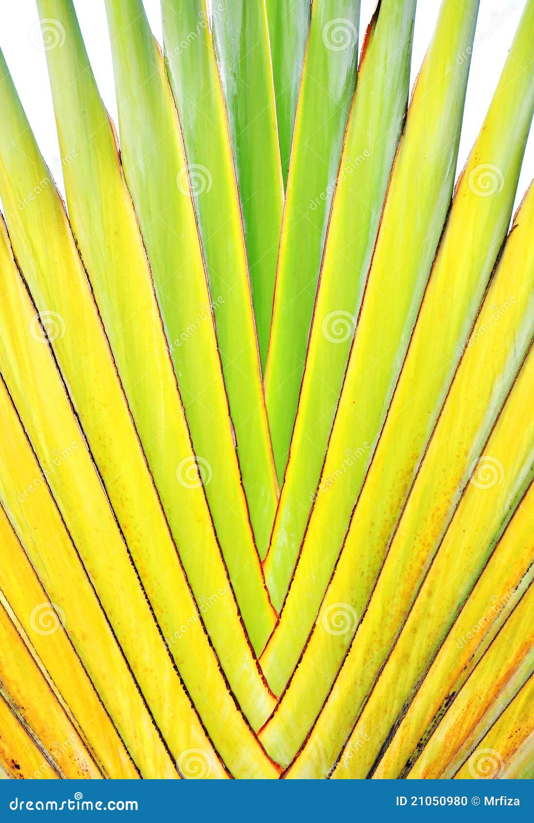 Banana stem stock photo. Image of branch, floral, farm 21050980