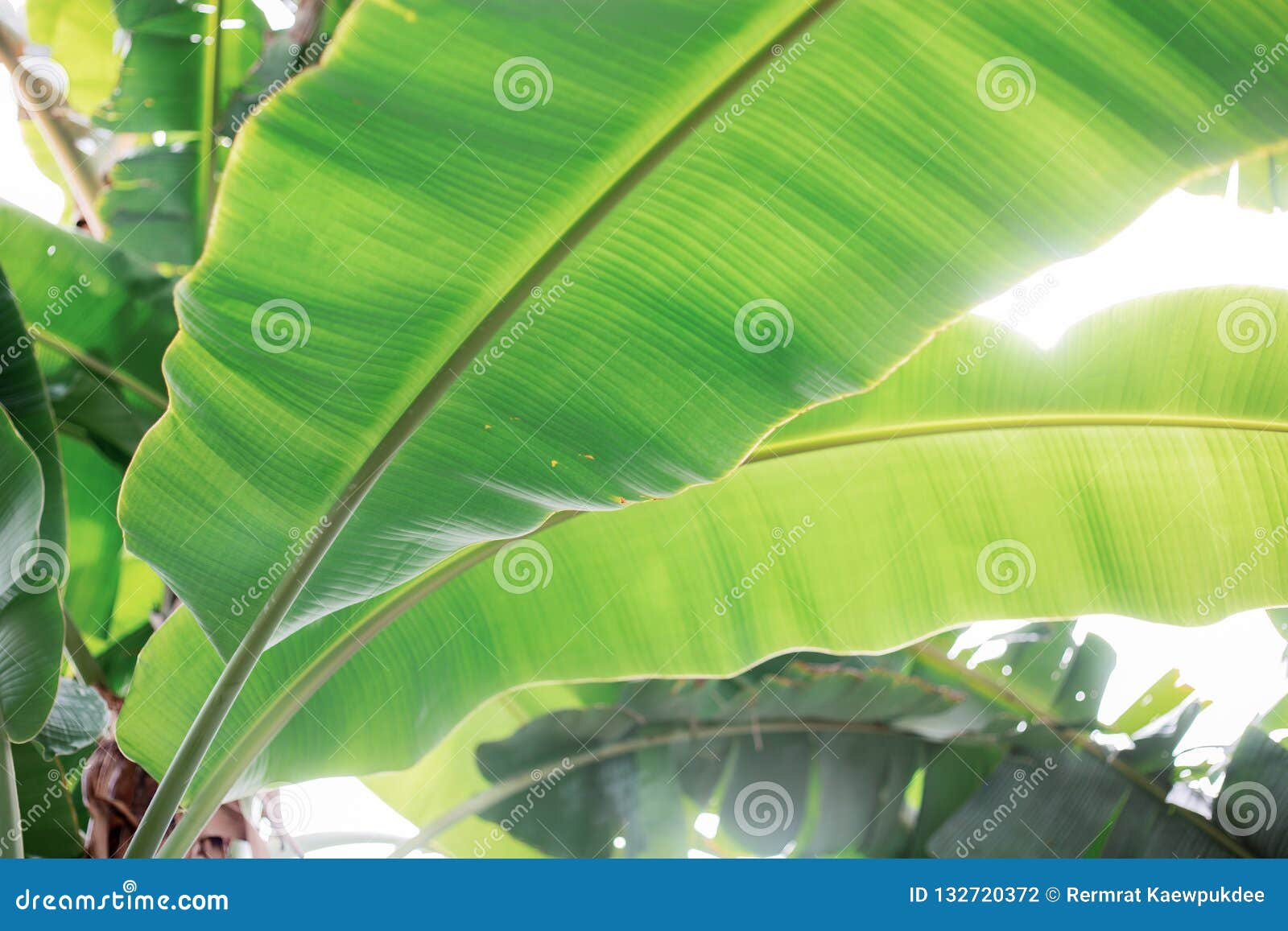 Banana with sunlight stock photo. Image of partial, leaves 132720372