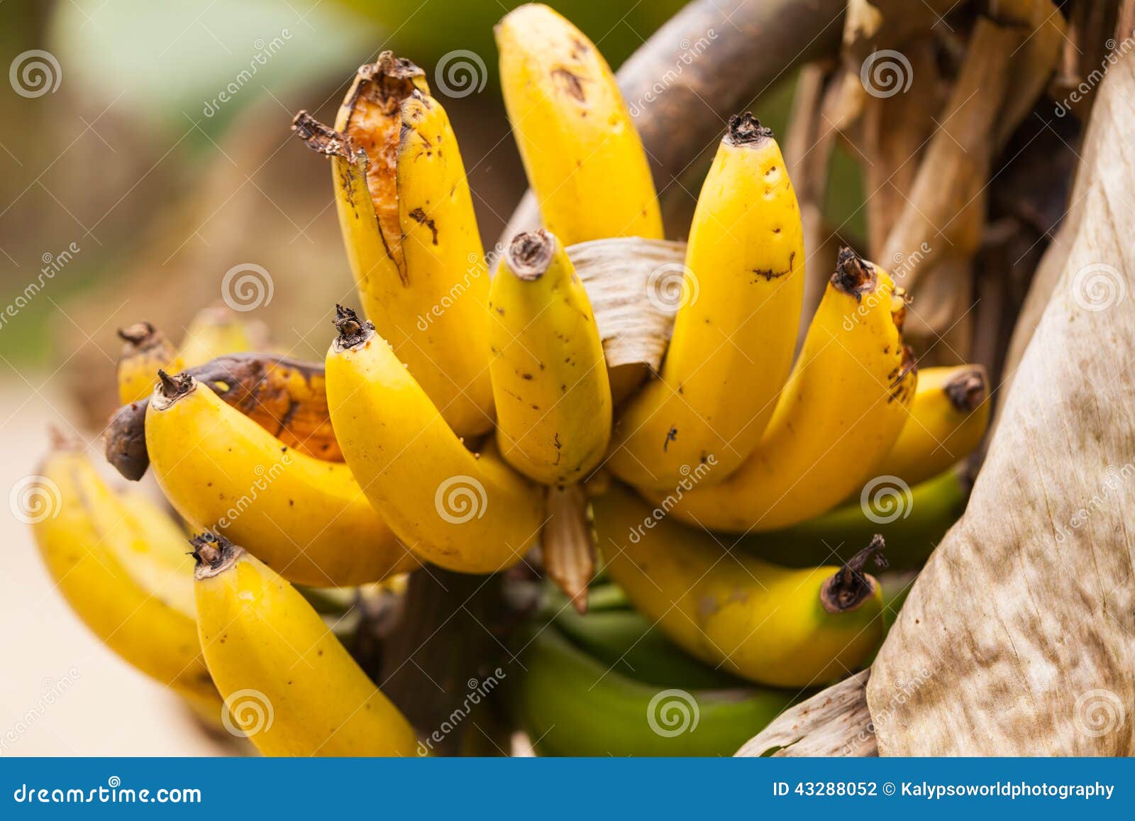 Banana Tree, Ecuador stock photo. Image of leaf, orchard 43288052