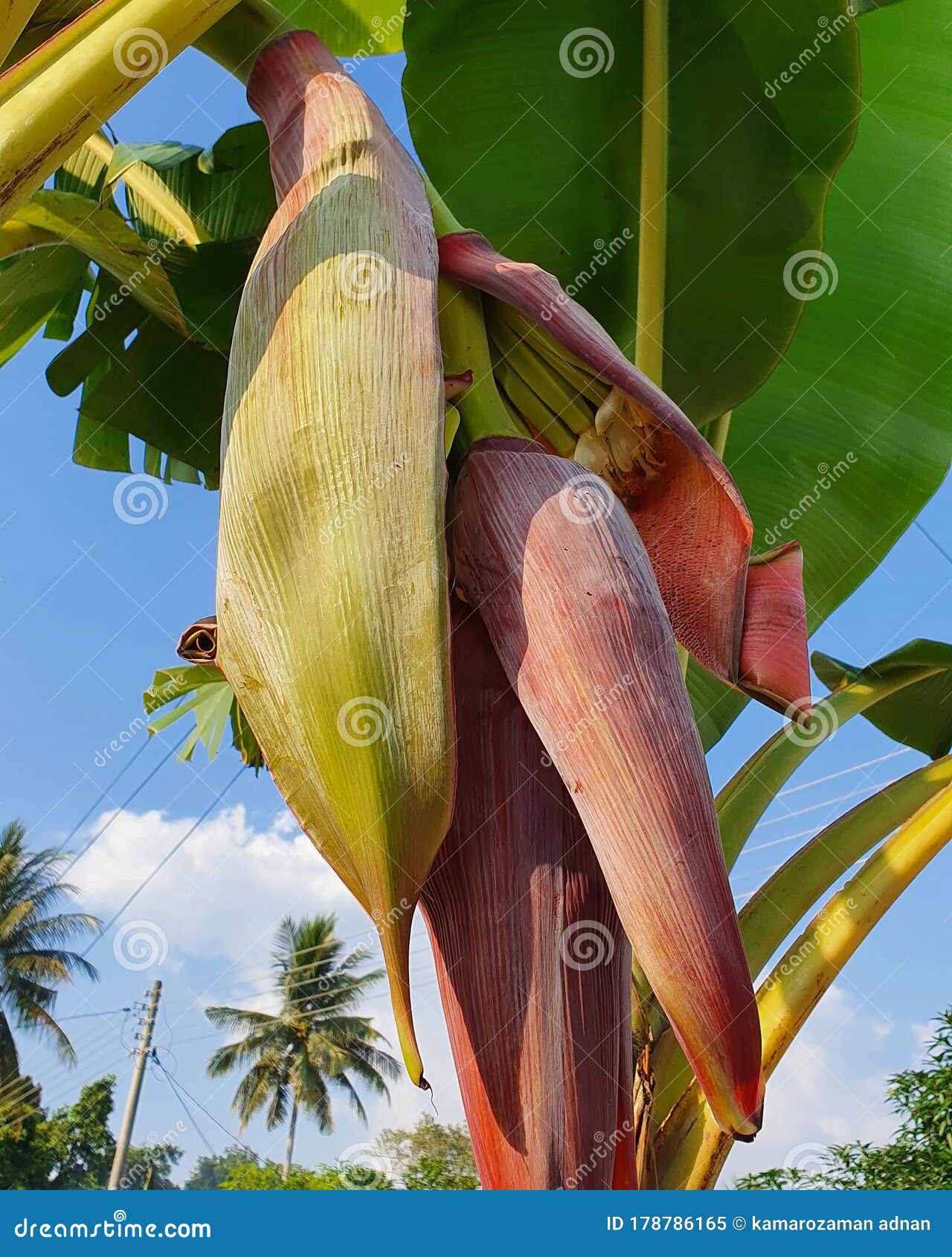 Banana Tree As Well As Banana Heart Stock Image Image of tree, leaf