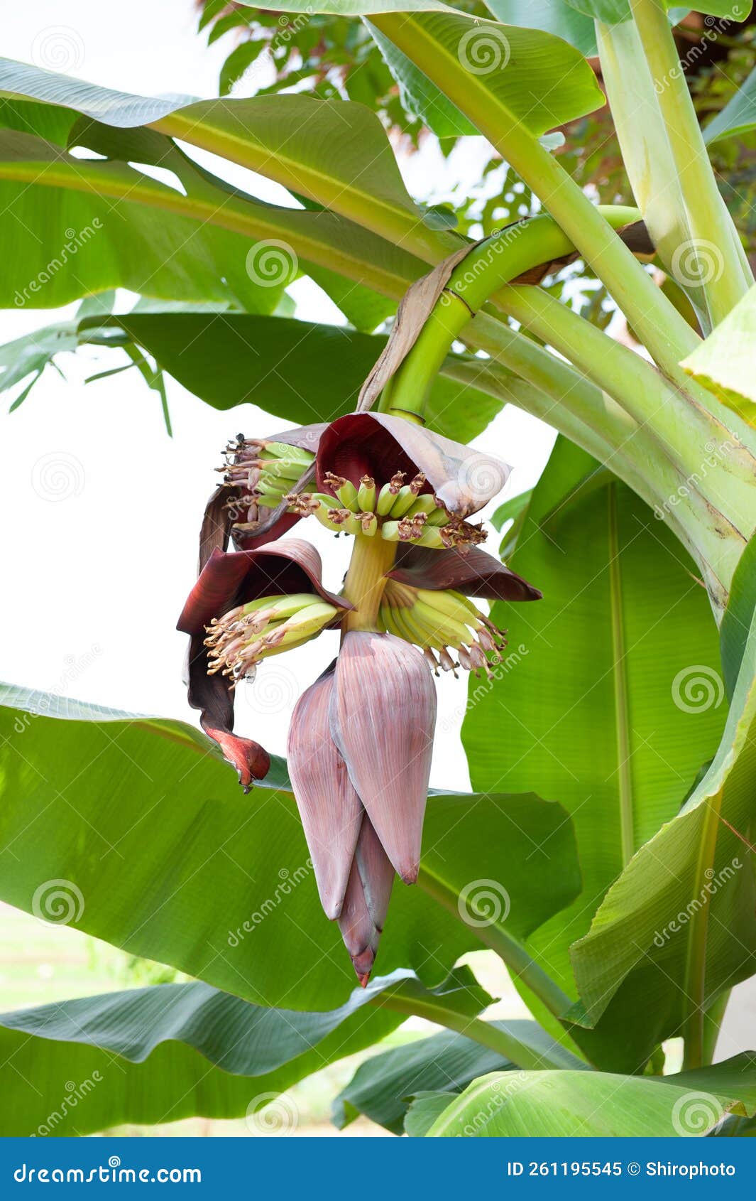 Banana Tree with Baby Bananas Stock Image Image of fruits, fruit