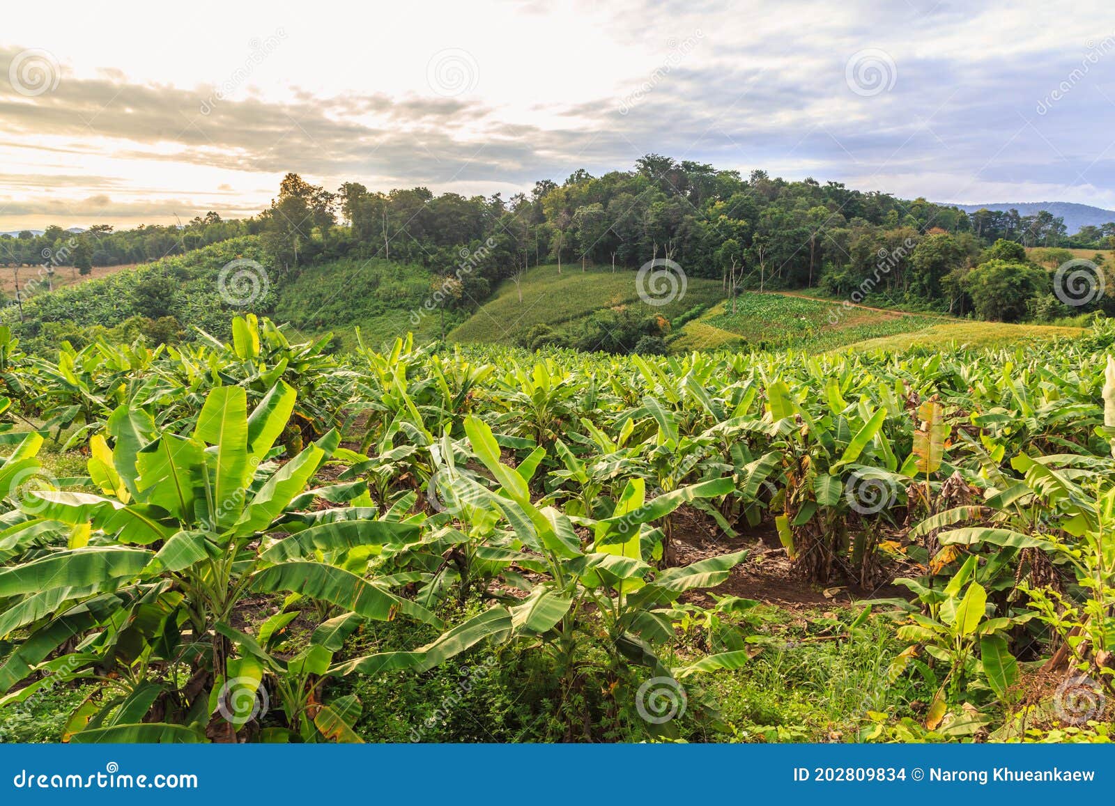 Banana Tree and Beautiful Mountain Stock Photo Image of beauty, park