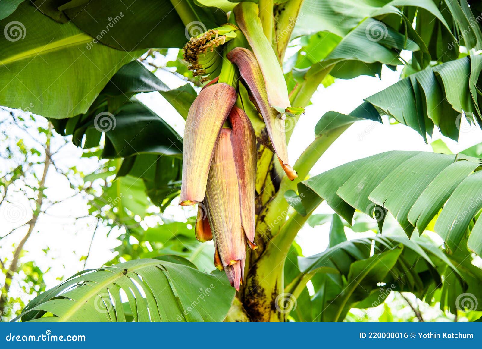 Banana blossom stock photo. Image of plant, jungle, food 220000016