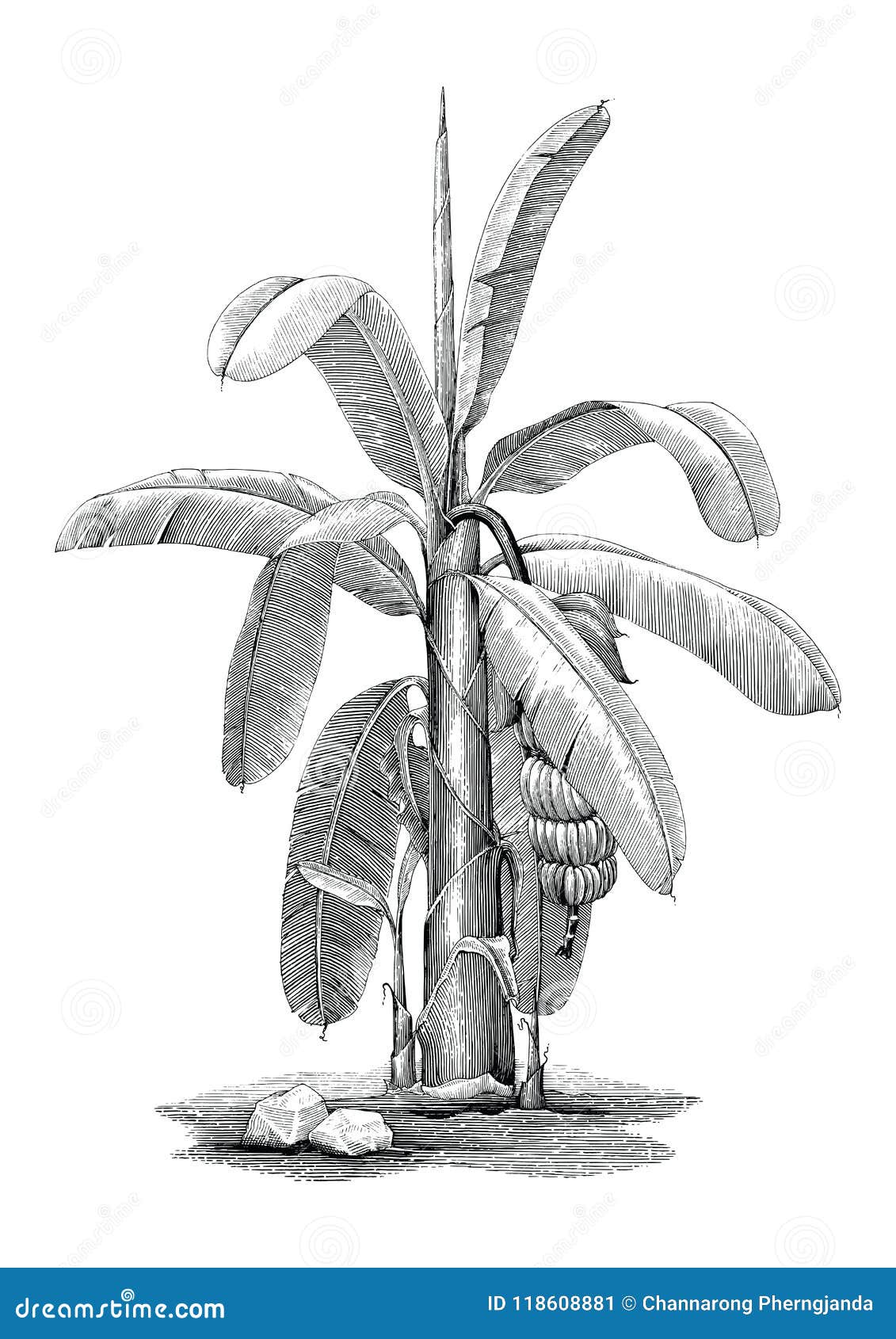 Antique Illustration Of Banana Tree High-Res Vector Graphic - Getty Images-saigonsouth.com.vn