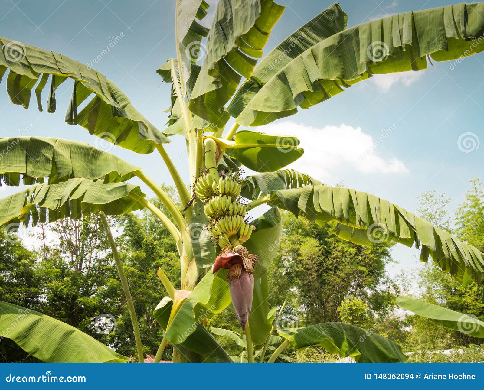 Banana Tree with Yellow Bananas Stock Photo Image of botany, leaves