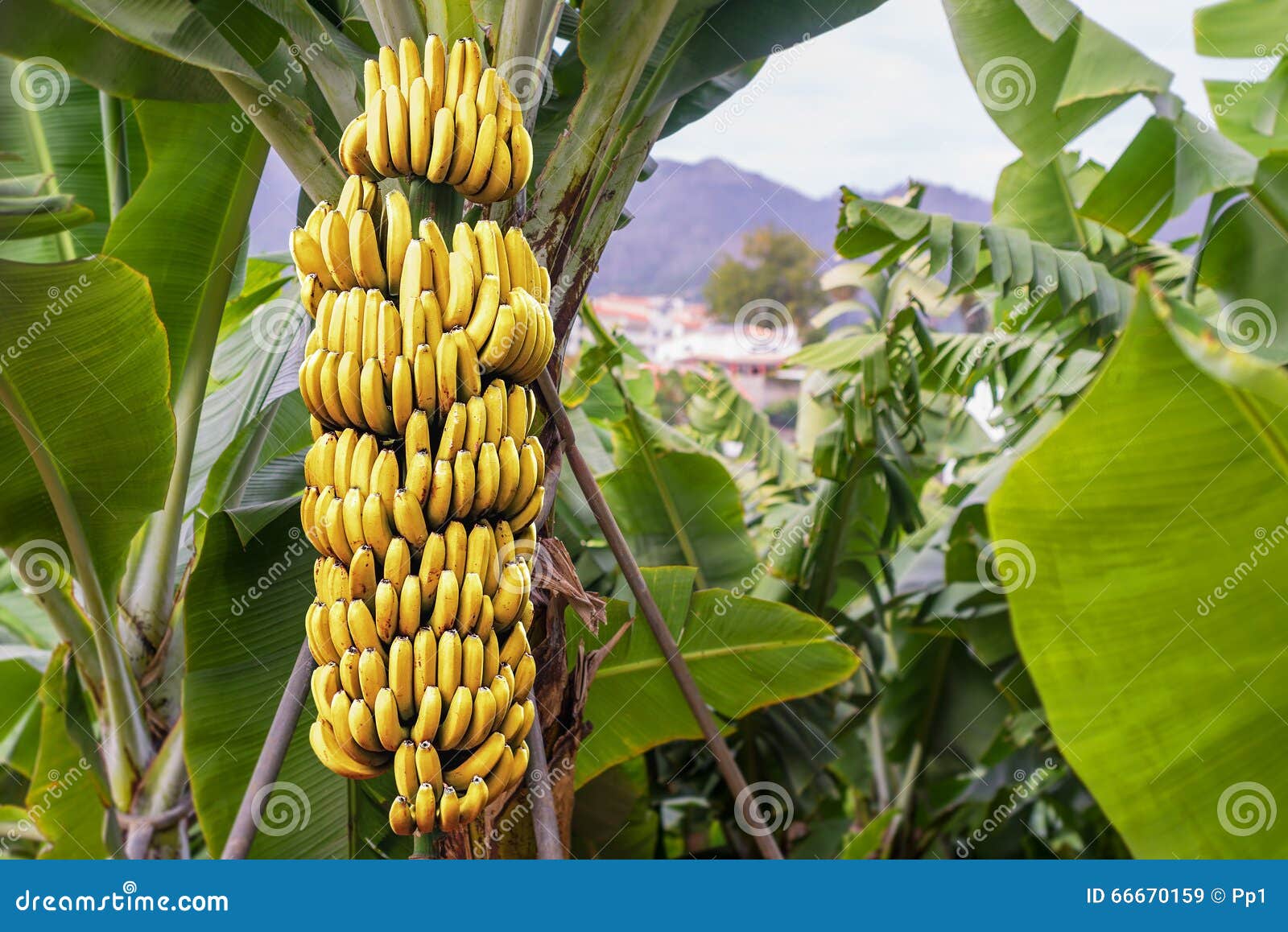 banana tree with a bunch bananas