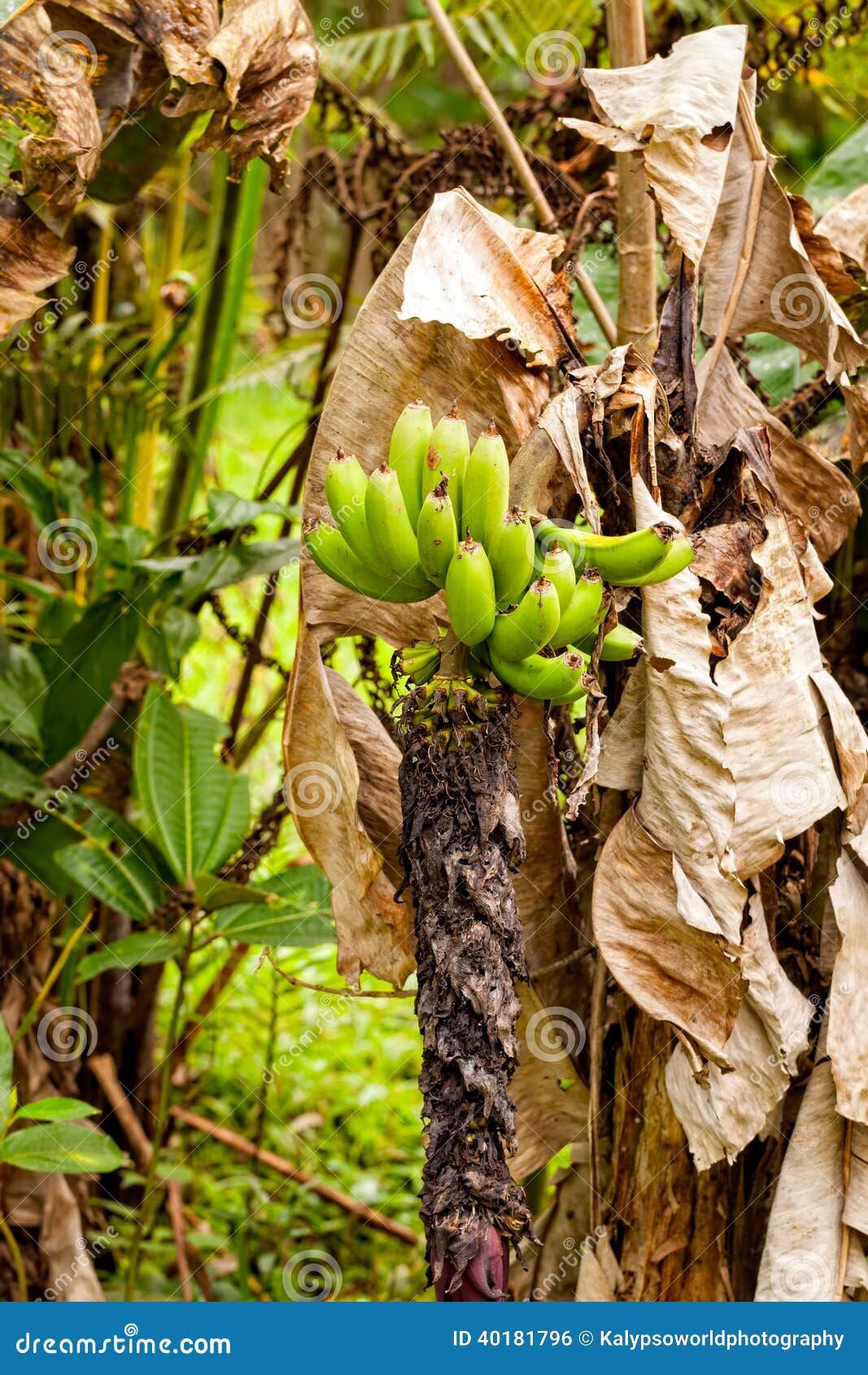 Banana Tree, South America stock photo. Image of organic 40181796