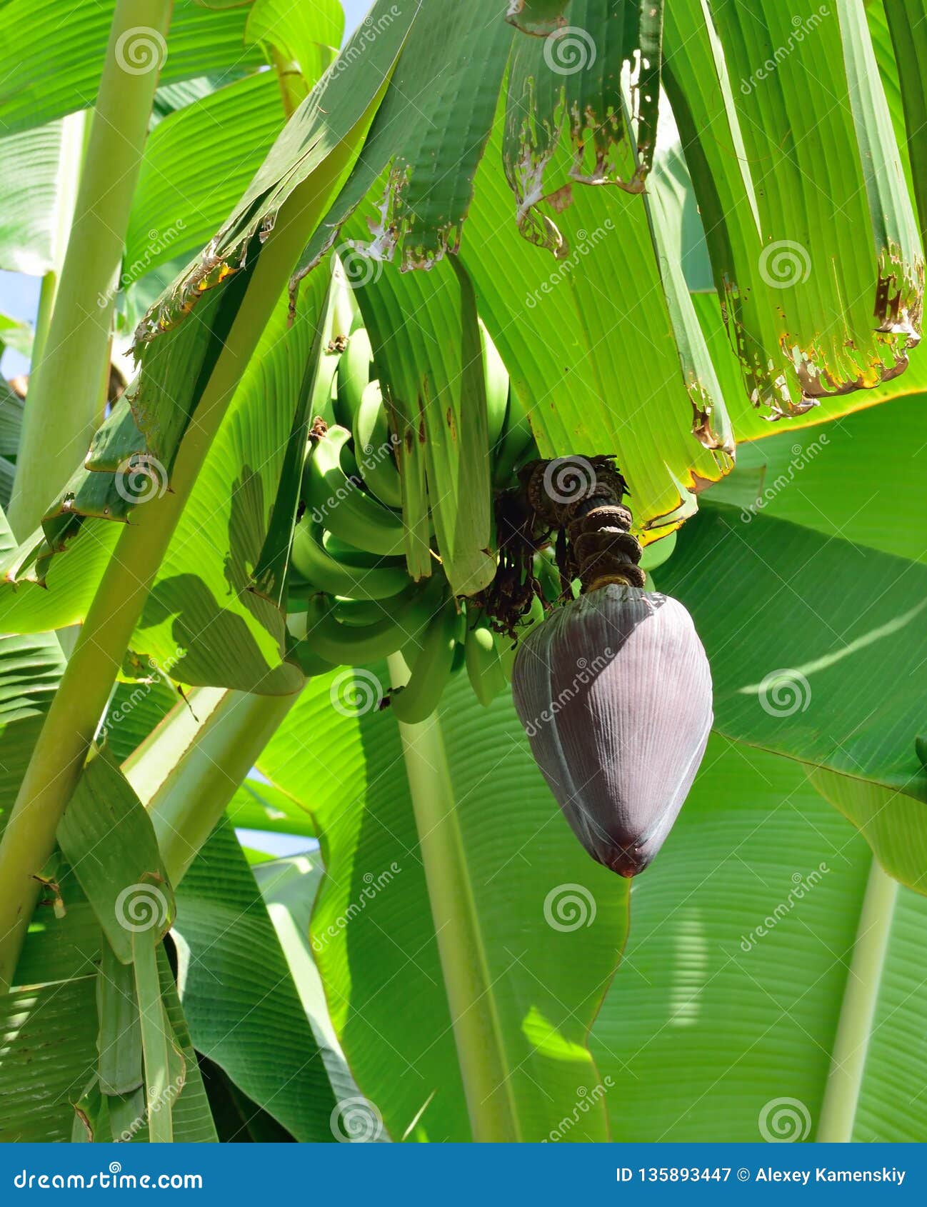 Banana Tree with a Fruit Growing Wild in Hawaii Stock Image Image of