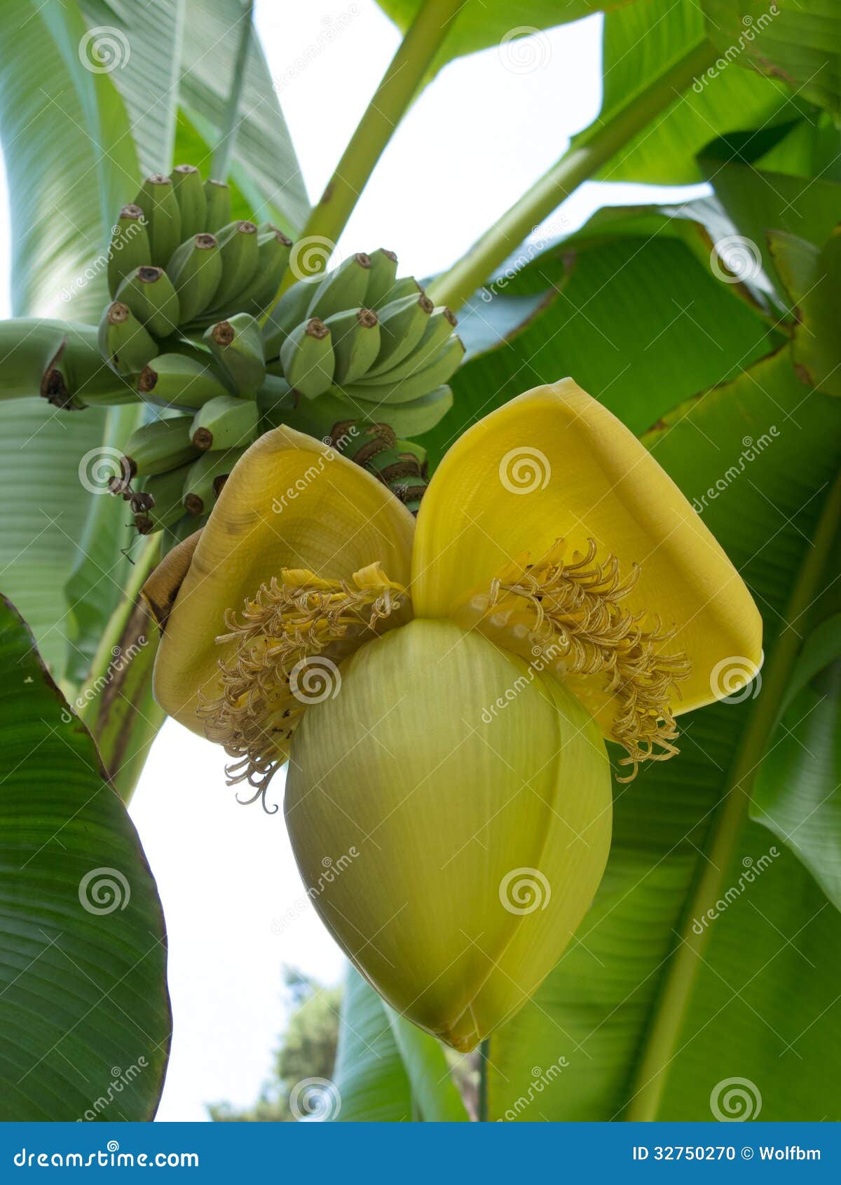 Banana tree stock photo. Image of agriculture, banana 32750270