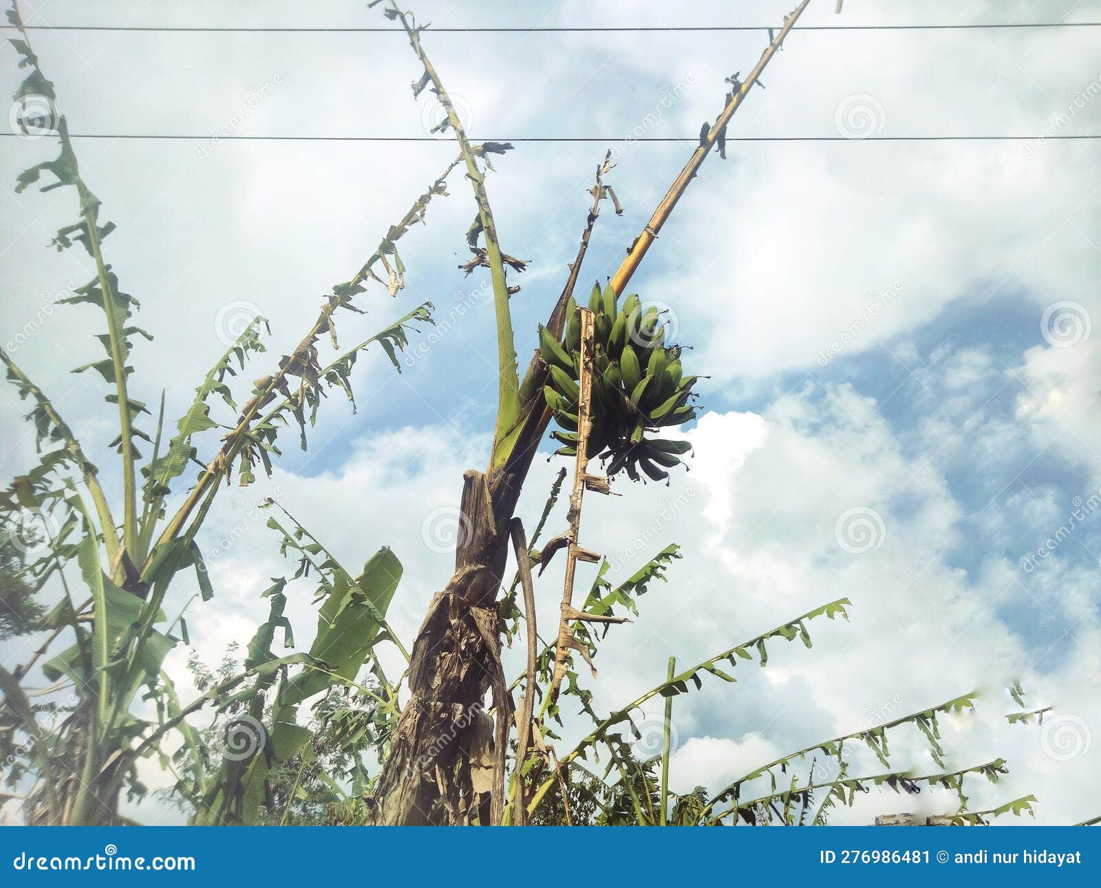 The Banana Tree beside the House is Ready To Be Harvested Stock Image