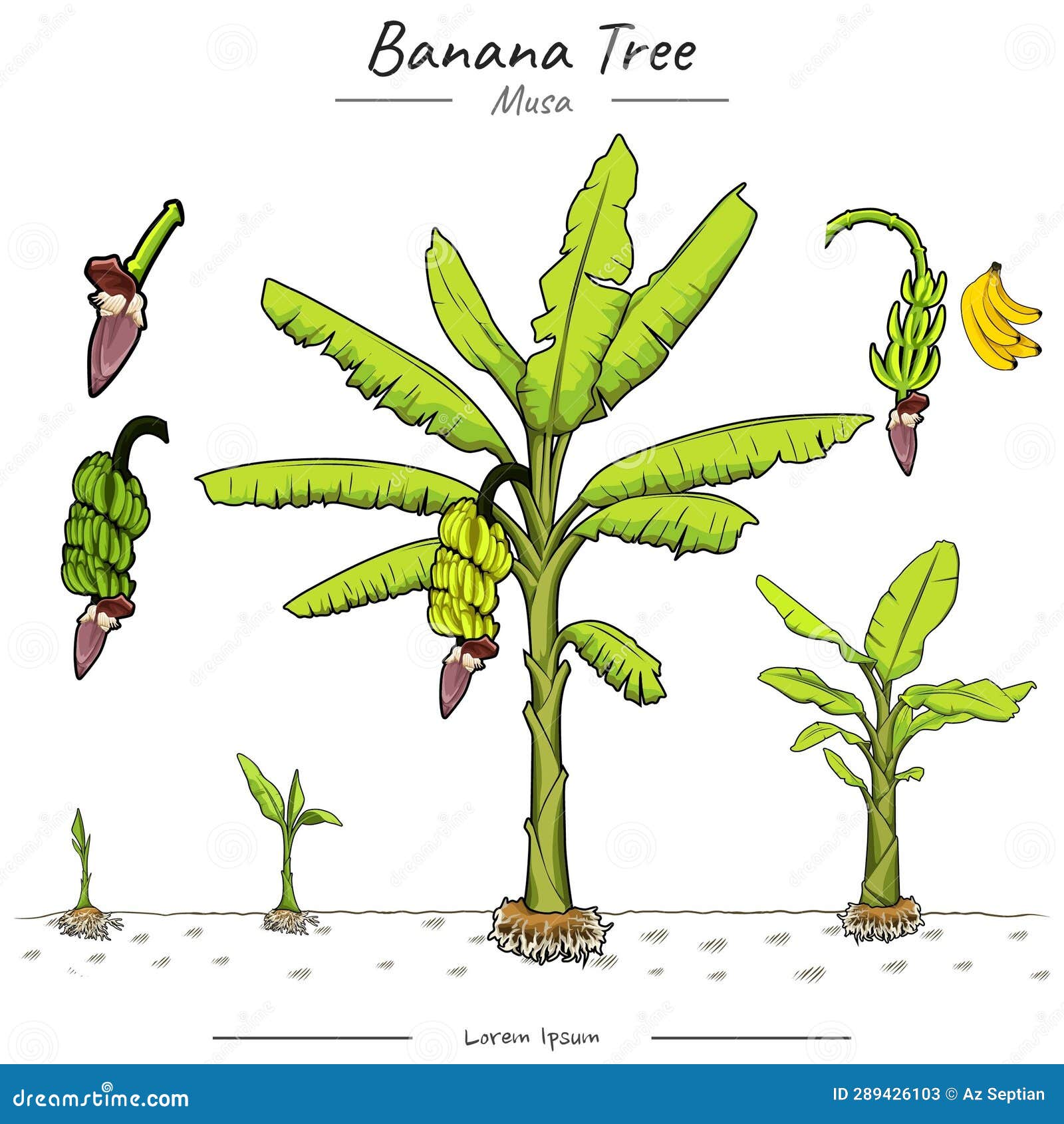 Banana Tree illustration stock vector. Illustration of tree 289426103