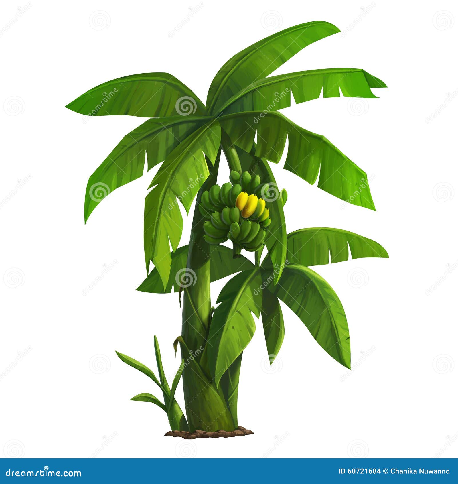 Banana Tree Stock Illustrations 16021 Banana Tree Stock - banana tree 3d model free download