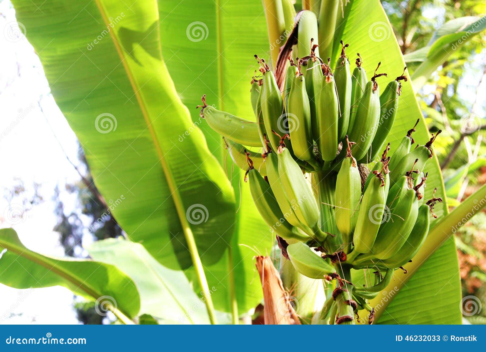 Banana tree in the jungle stock image. Image of plant 46232033