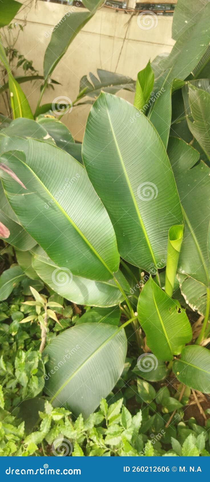 Banana tree leaf, plants, stock photo. Image of plants 260212606