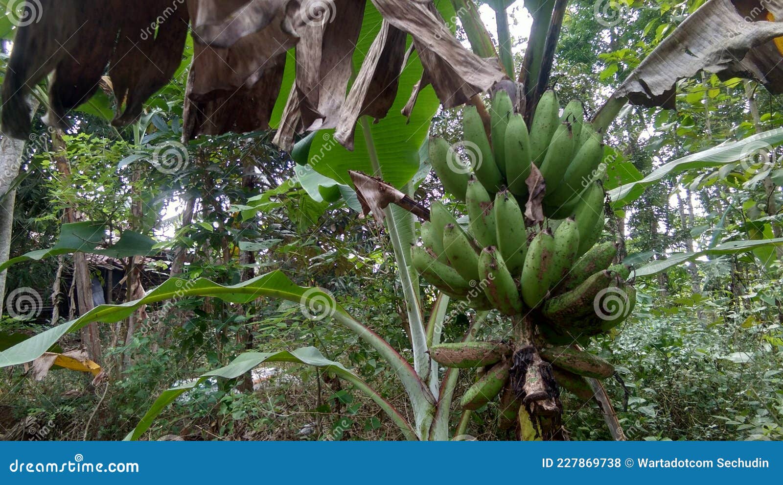 Banana tree nature day old stock photo. Image of banana 227869738