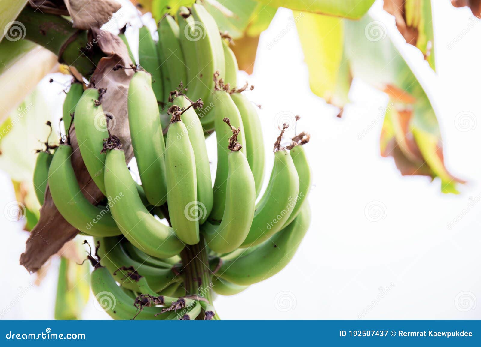 Banana on Tree with the Sunlight Stock Image Image of bananas